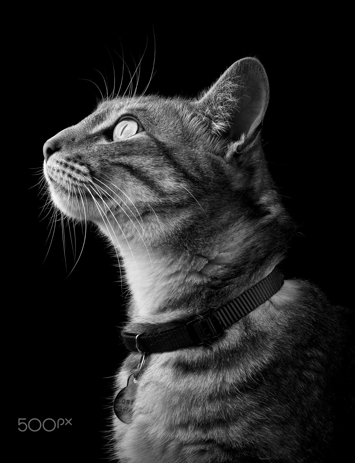 Canon EF 35-80mm f/4-5.6 sample photo. Lorenzo iv photography
