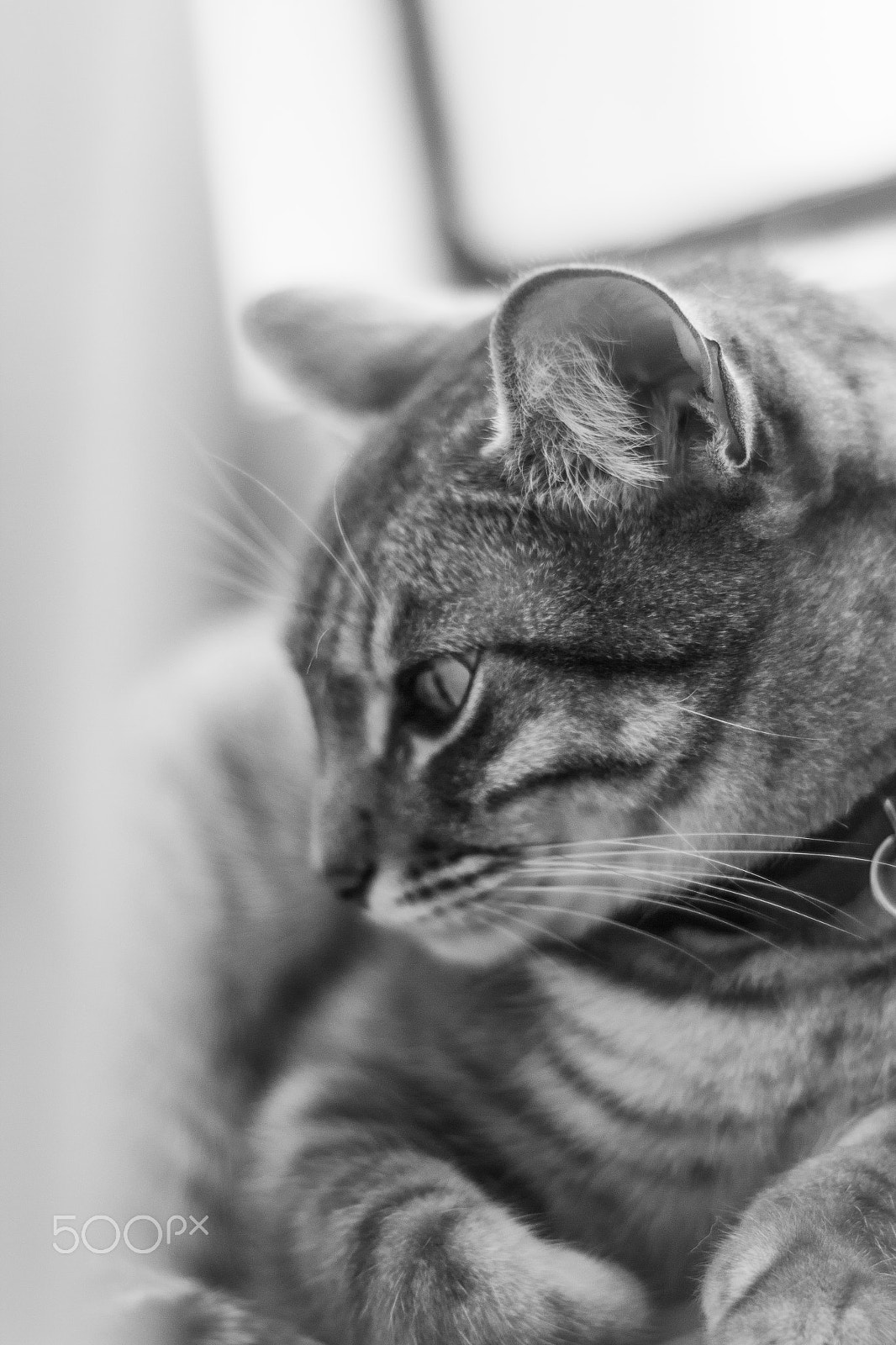 Canon EF 35-80mm f/4-5.6 sample photo. Lorenzo v photography