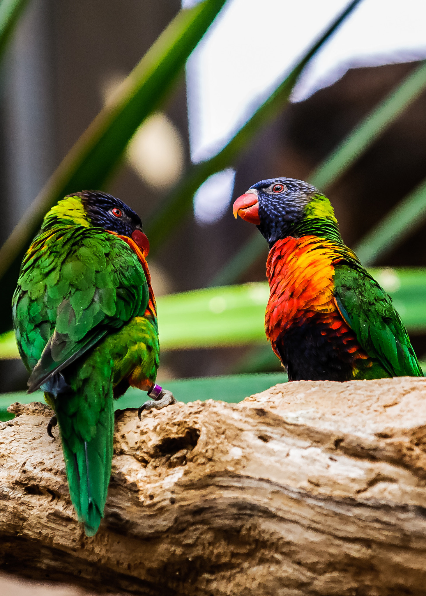 Nikon D300S sample photo. Rainbow lorikeets @ national aquarium photography