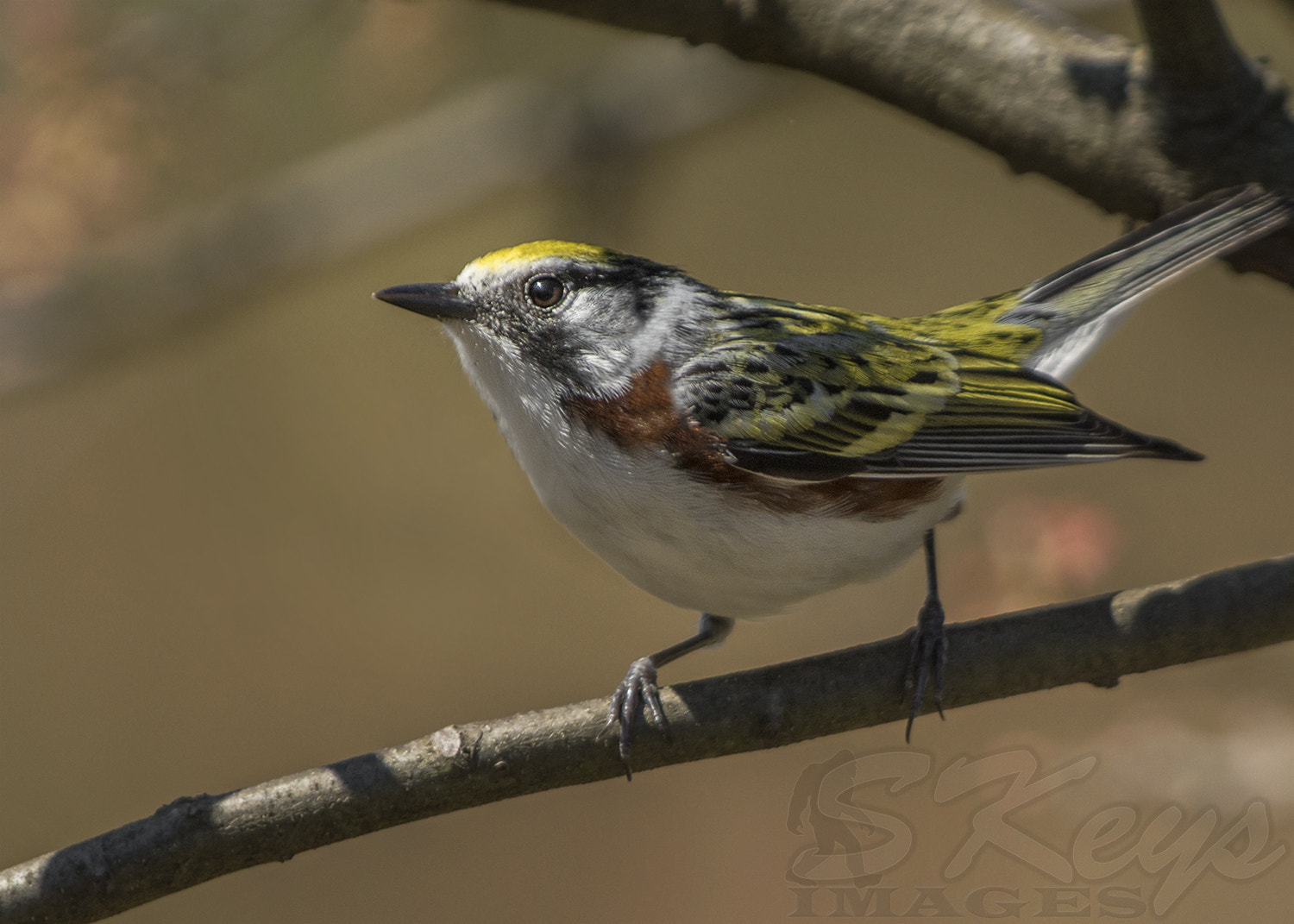 Nikon D7200 + Sigma 500mm F4.5 EX DG HSM sample photo. Focused (chestnut-sided warbler) photography