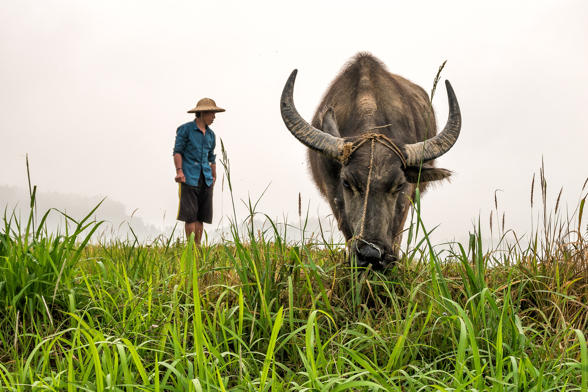 Samsung NX500 + Samsung NX 12-24mm F4-5.6 ED sample photo. Water buffalo, sapa vietnam photography