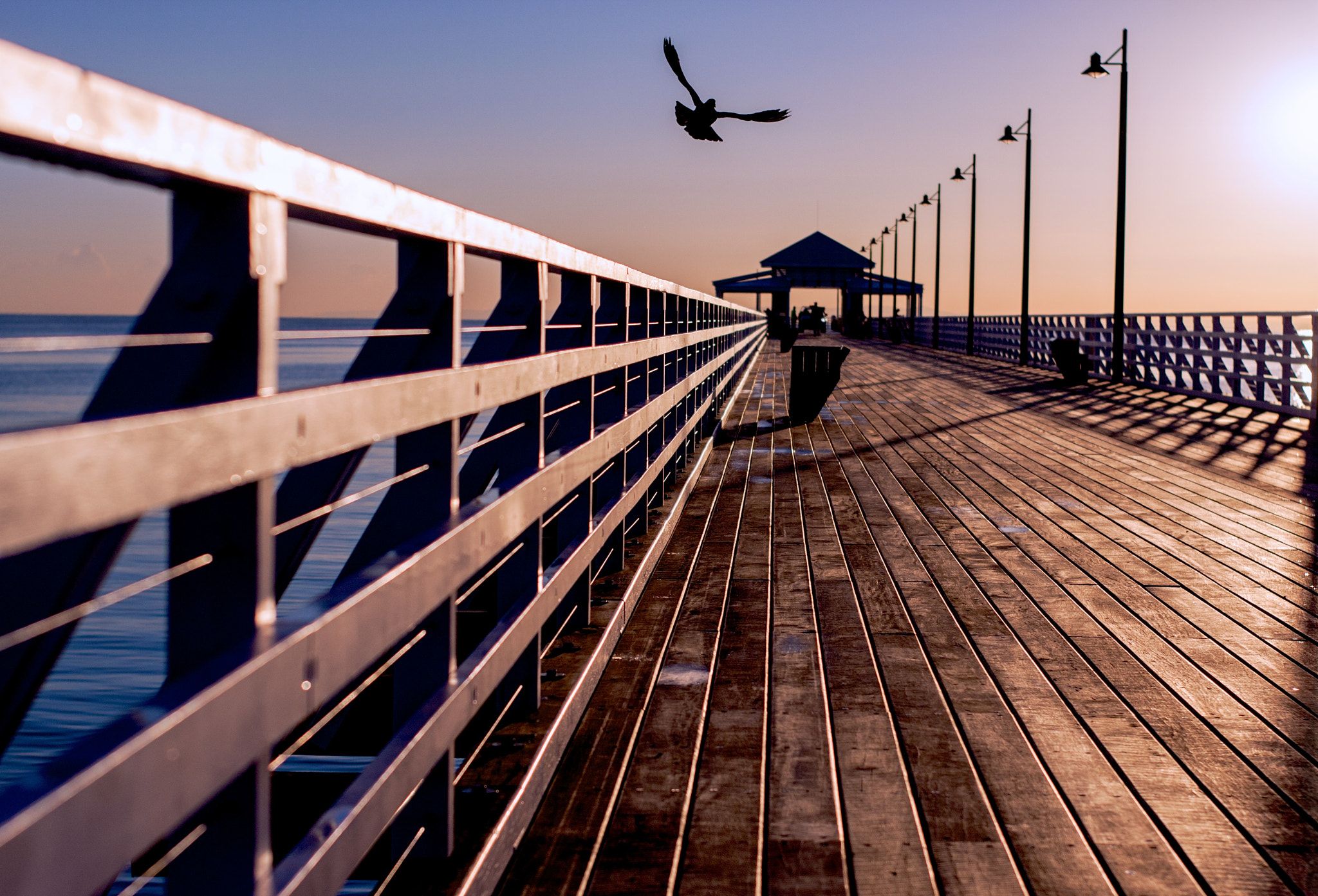 Sigma 50mm F1.4 EX DG HSM sample photo. Pigeon in flight off the pier photography