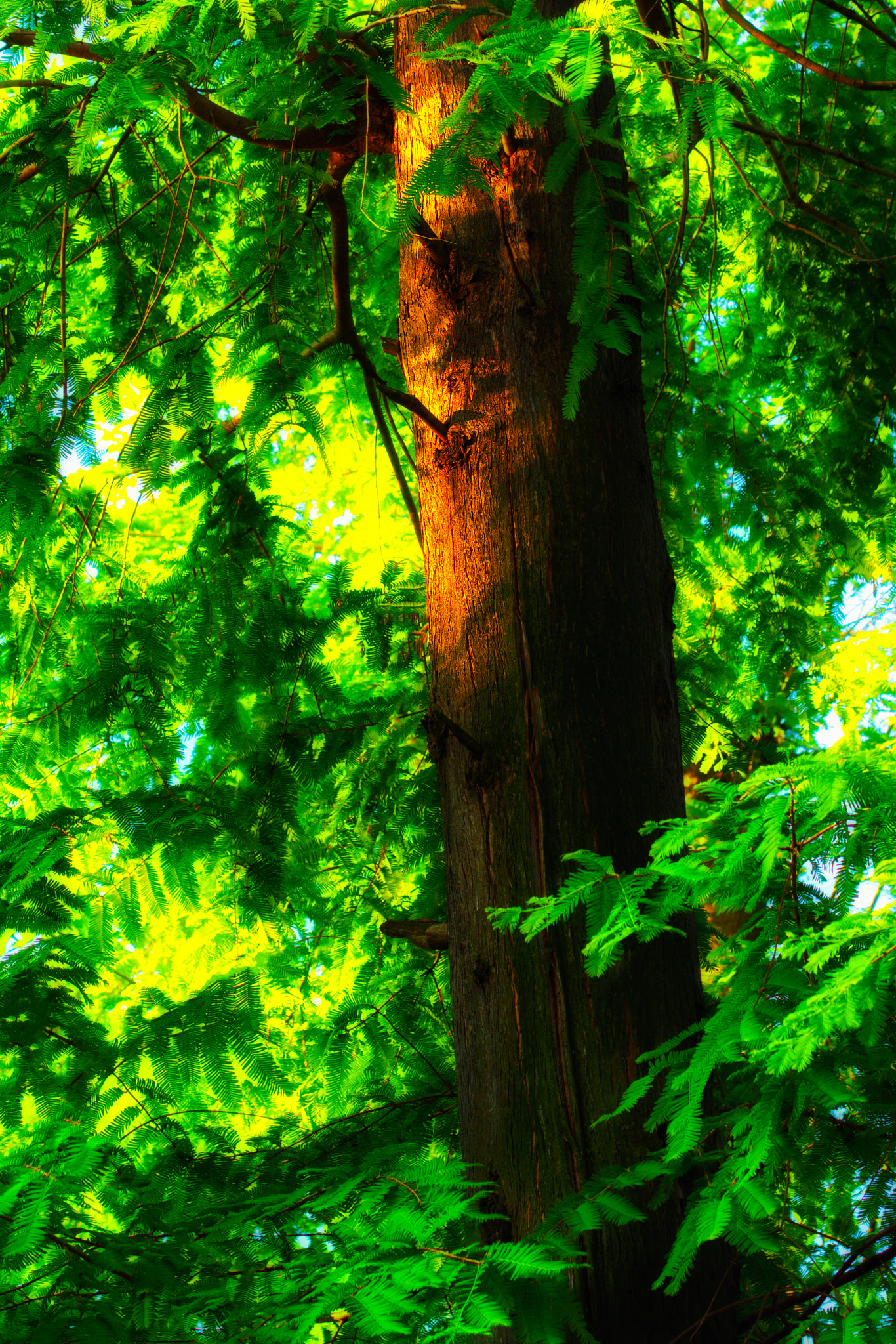 Olympus PEN E-P5 sample photo. Forest photography