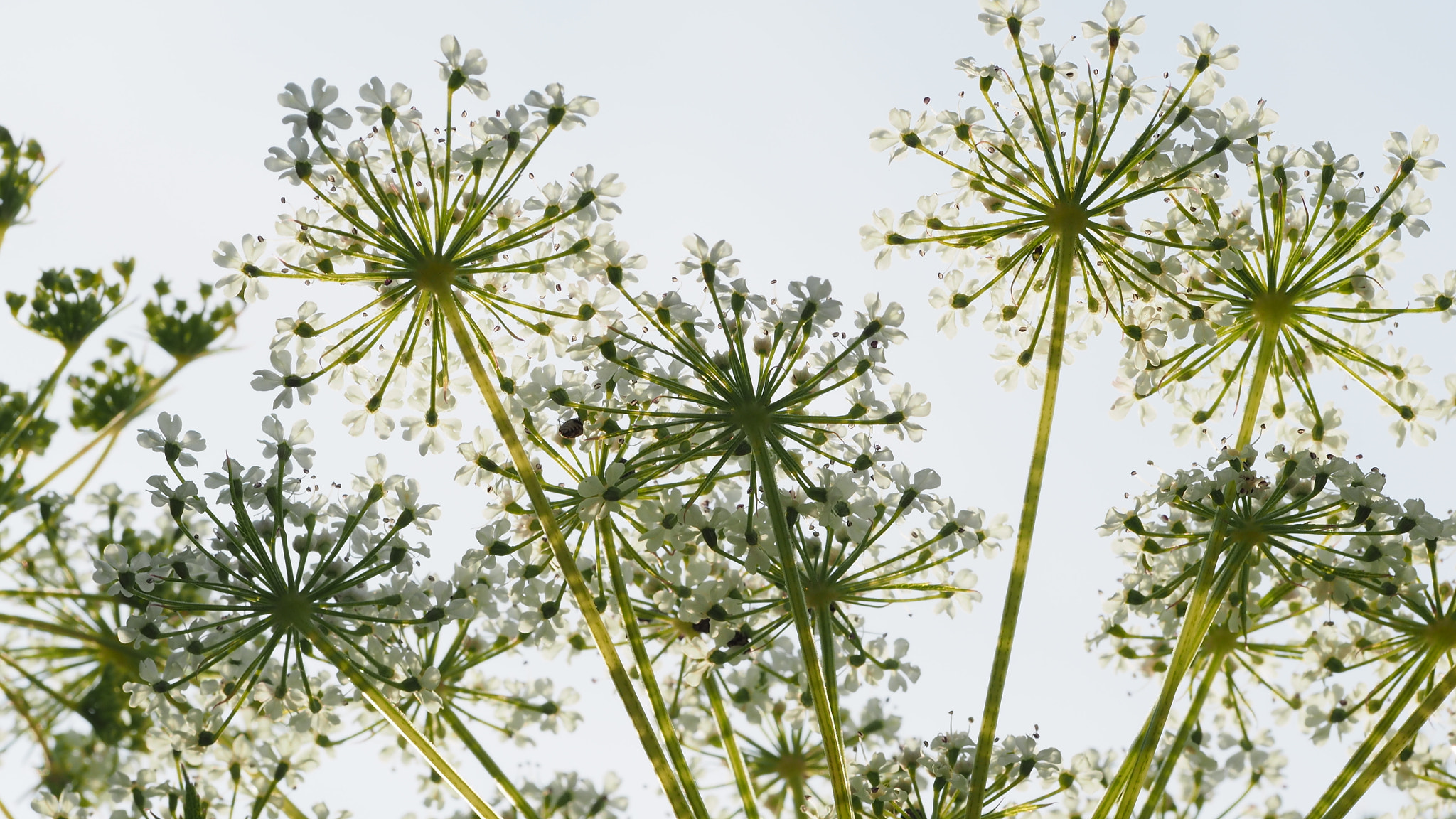 Olympus PEN E-PL7 sample photo. Fireworks - angelica acutiloba photography