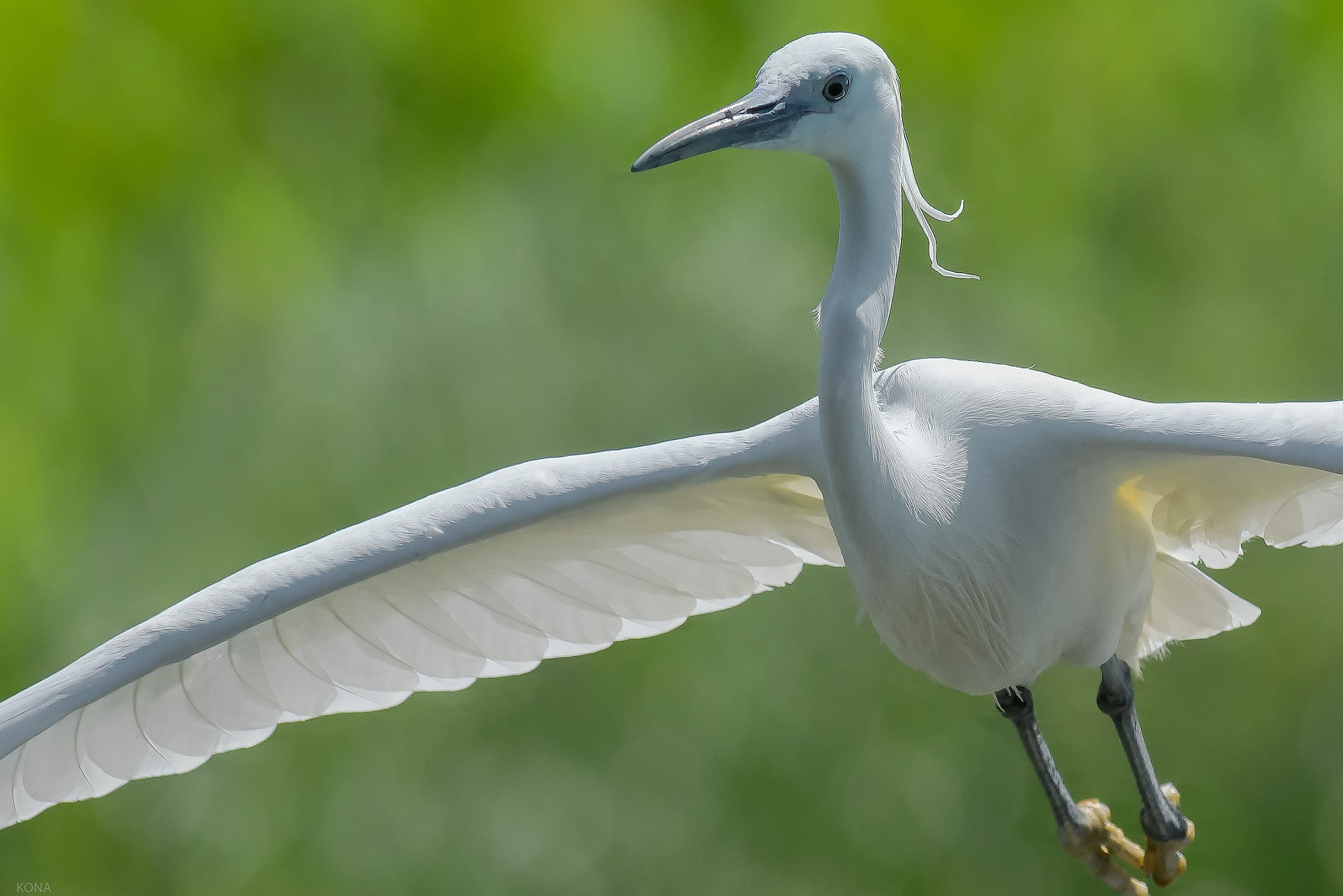 Nikon AF-S Nikkor 400mm F2.8G ED VR II sample photo. Sagi photography