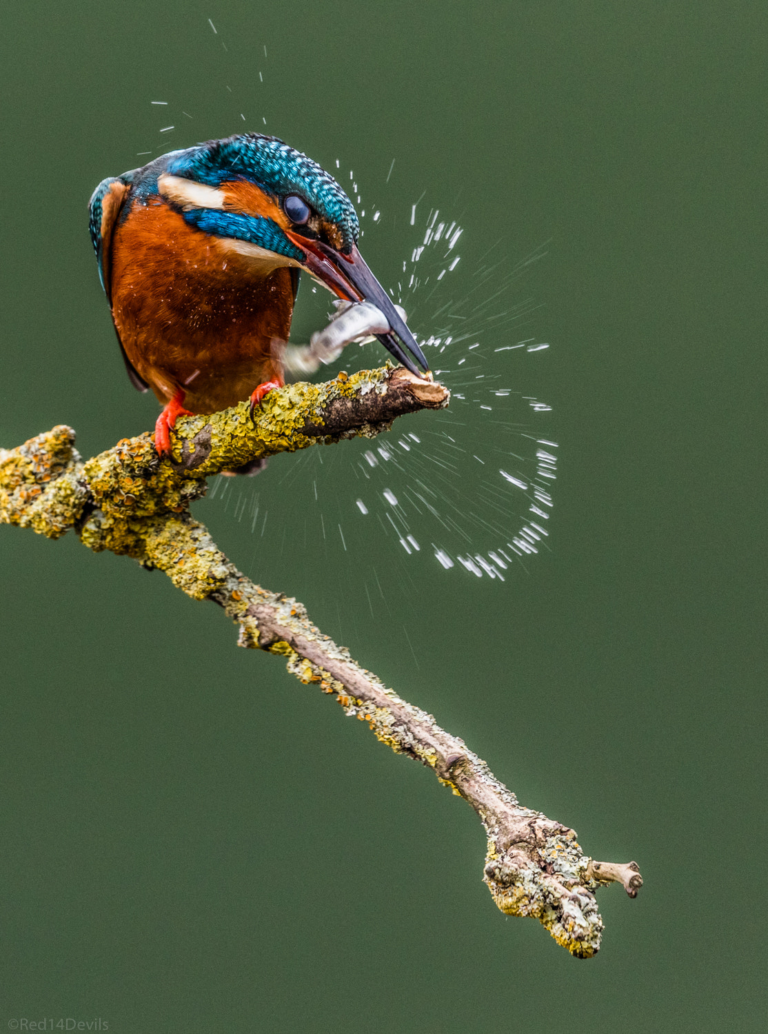 Canon EF 100-400mm F4.5-5.6L IS II USM sample photo. Common kingfisher photography