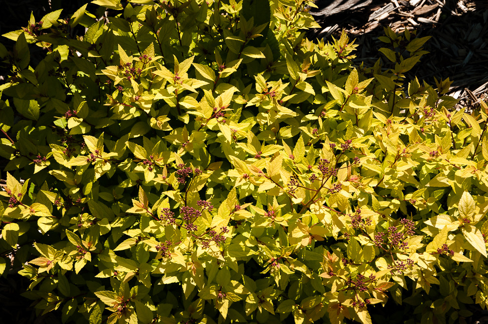 Pentax K20D sample photo. Last pictures of house photography