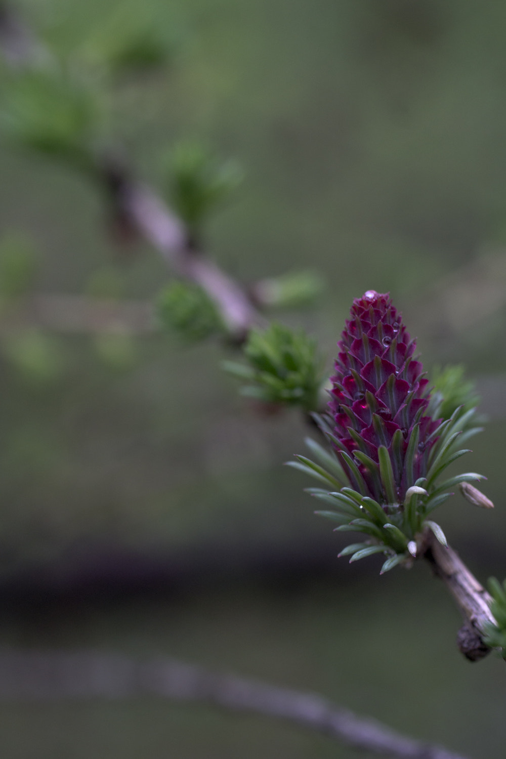 Sony a6000 + Canon EF 50mm F2.5 Macro sample photo. The daily percyscope 041 photography