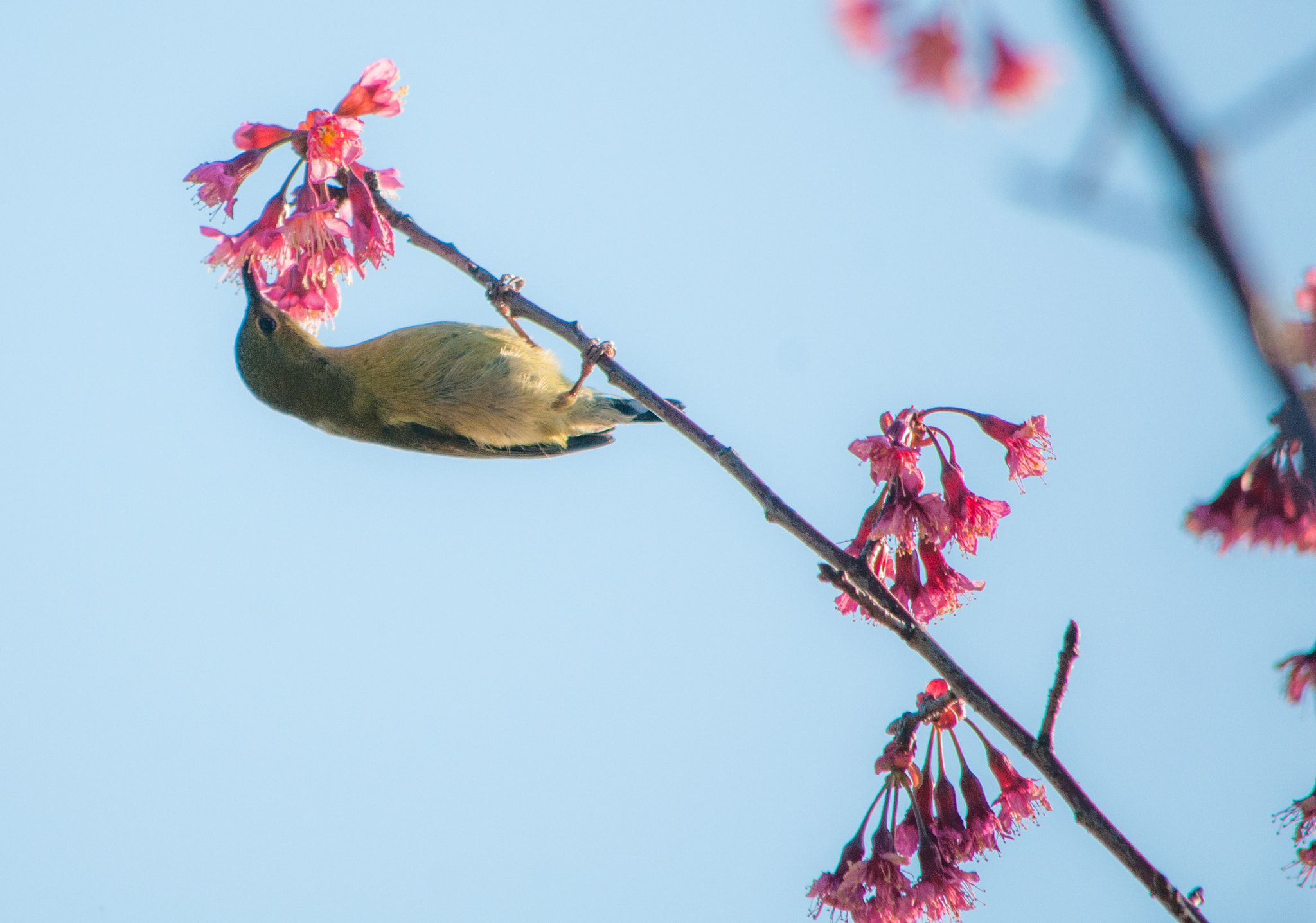 Nikon D300S sample photo. Spring bird photography