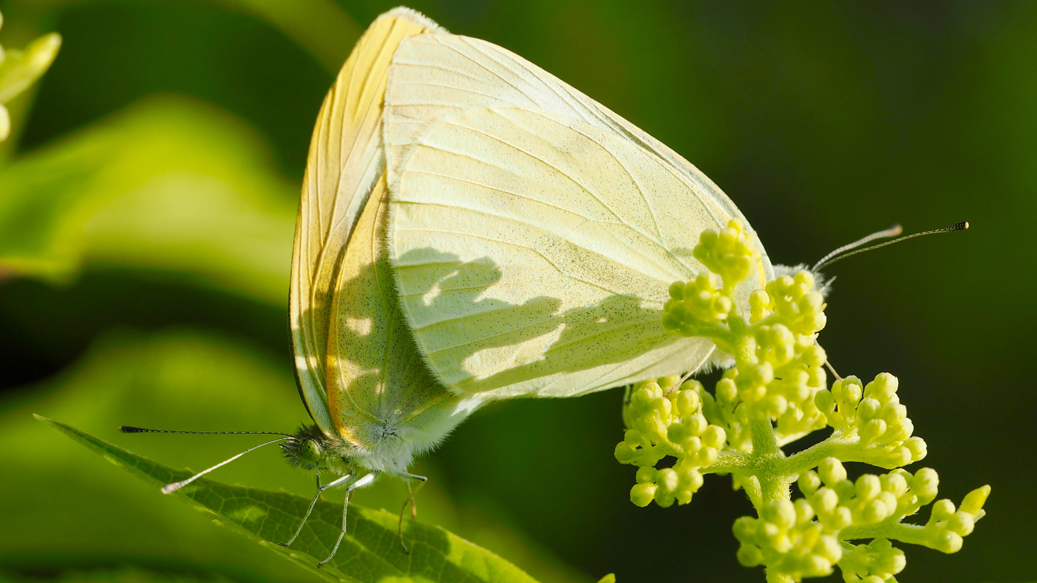 Olympus PEN E-PL7 sample photo. A couple of butterfly photography