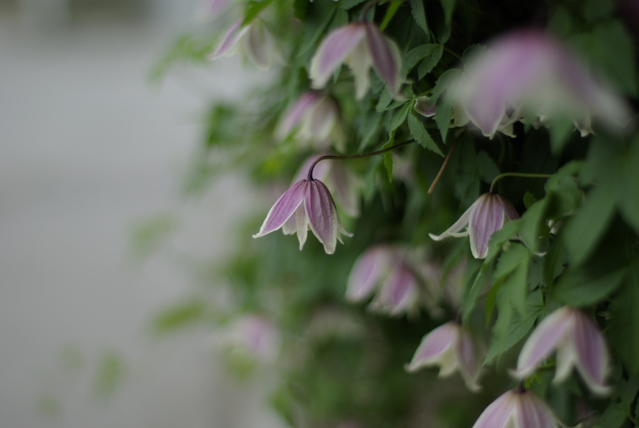 Pentax K10D + Pentax smc FA 50mm F1.4 sample photo. The wall photography