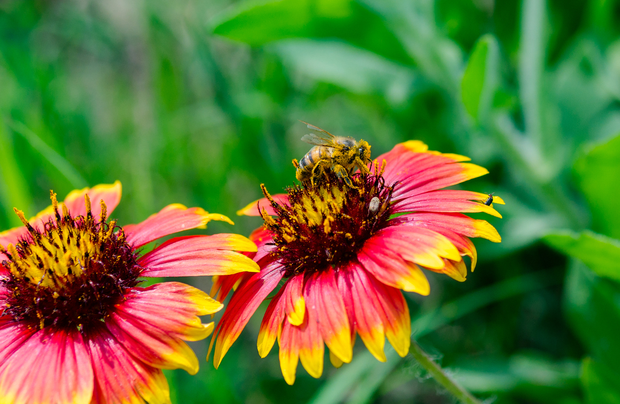 Panasonic Lumix G 42.5mm F1.7 ASPH Power OIS sample photo. Bee life photography