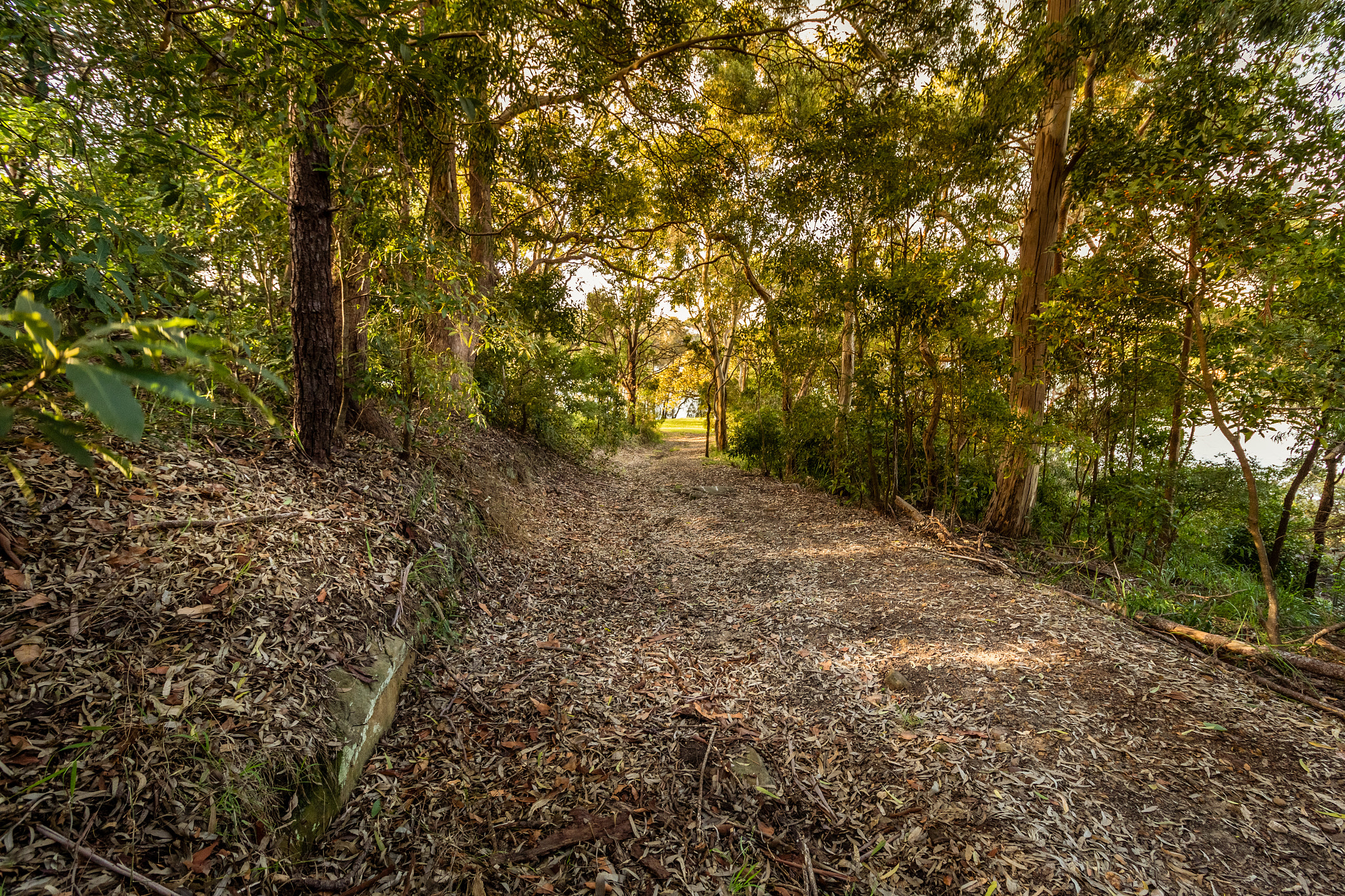 Canon EF-S 10-18mm F4.5–5.6 IS STM sample photo. Forest photography