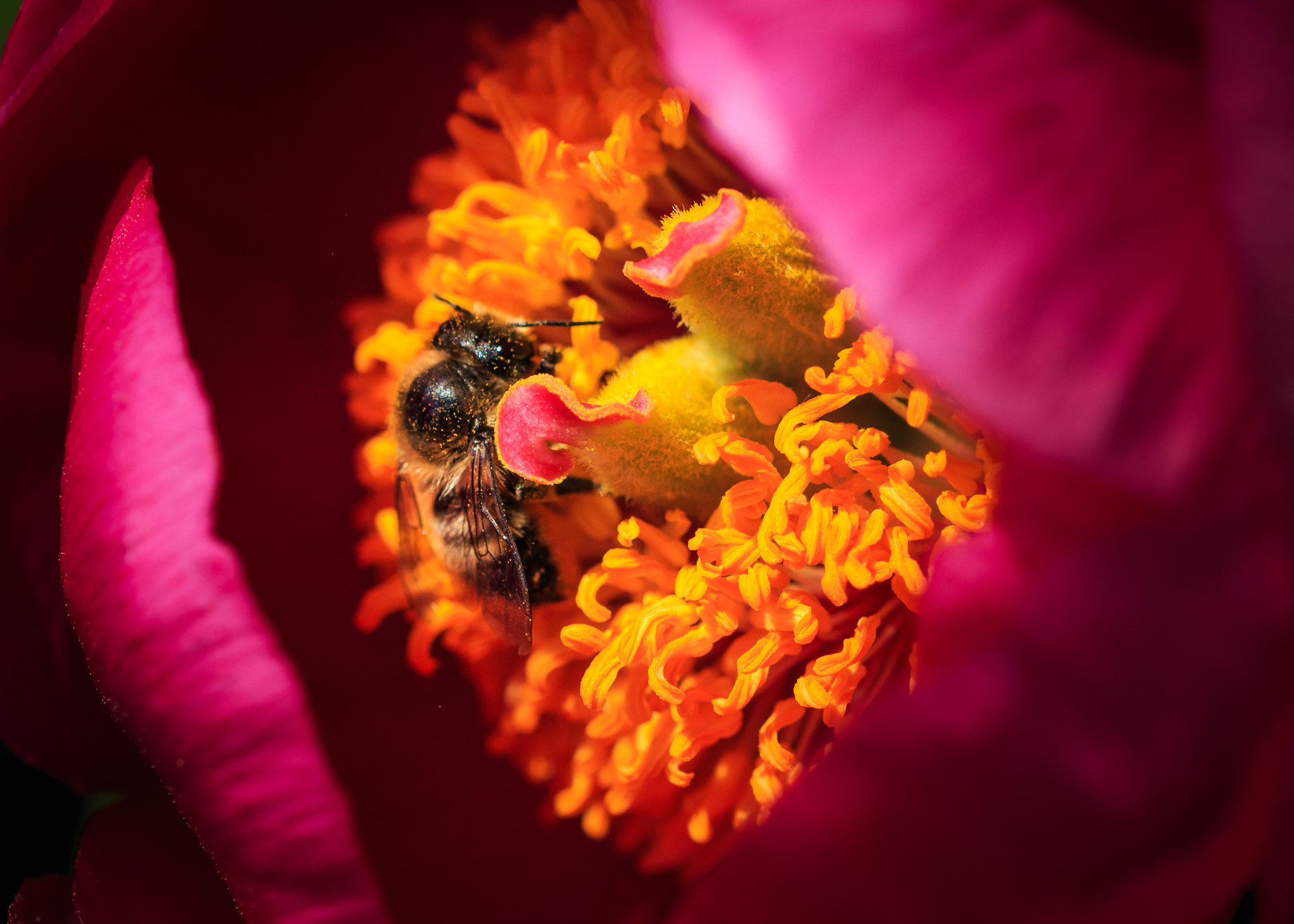 Sigma 105mm F2.8 EX DG OS HSM sample photo. Busy bee photography