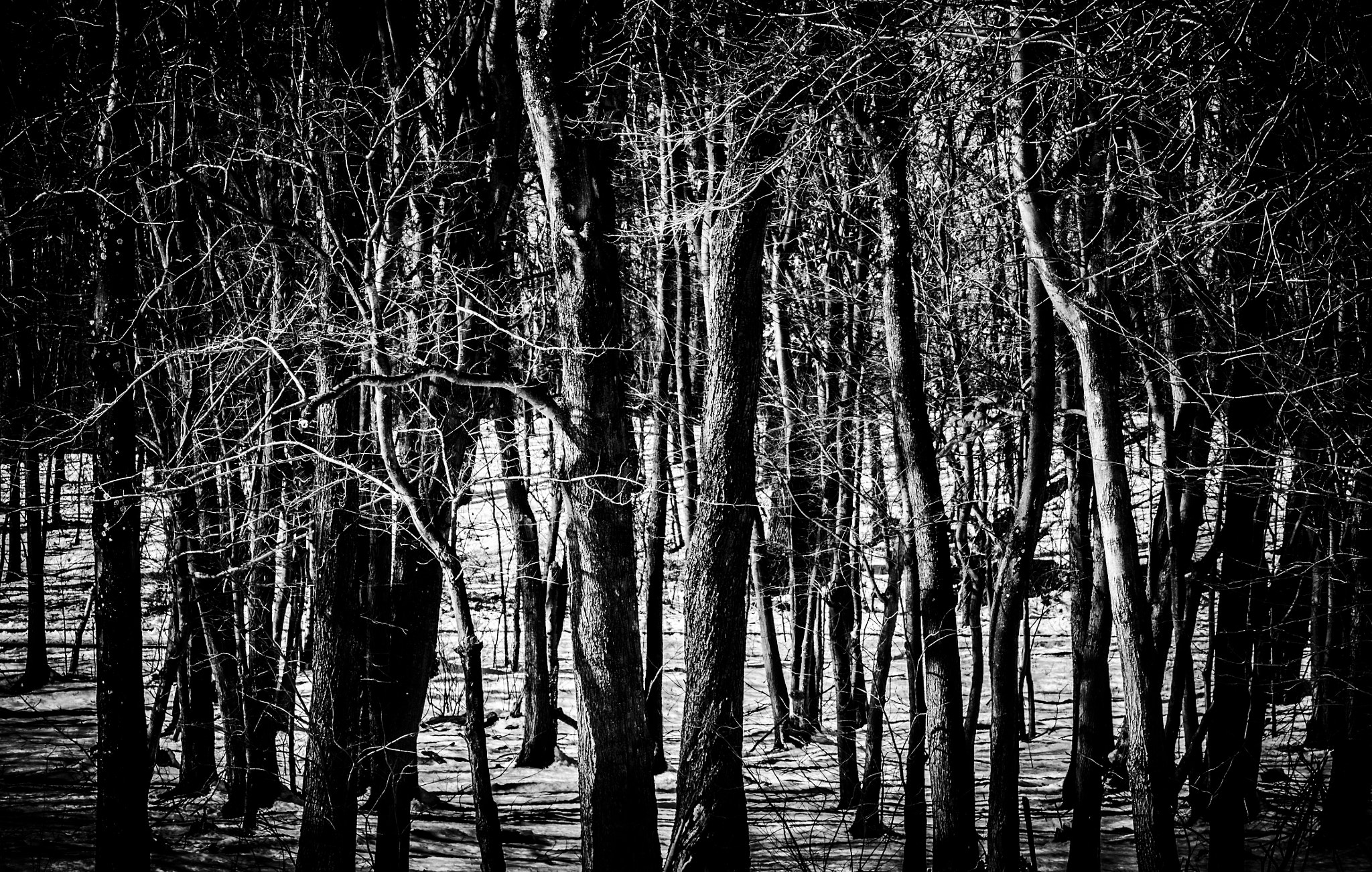 Panasonic Lumix G Vario 45-200mm F4-5.6 OIS sample photo. Trees in snow photography