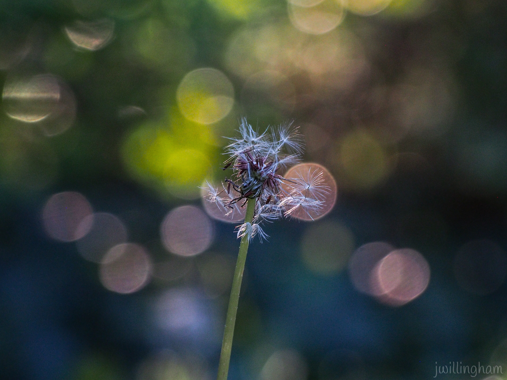 Olympus PEN E-PM2 sample photo. Bokeh game photography