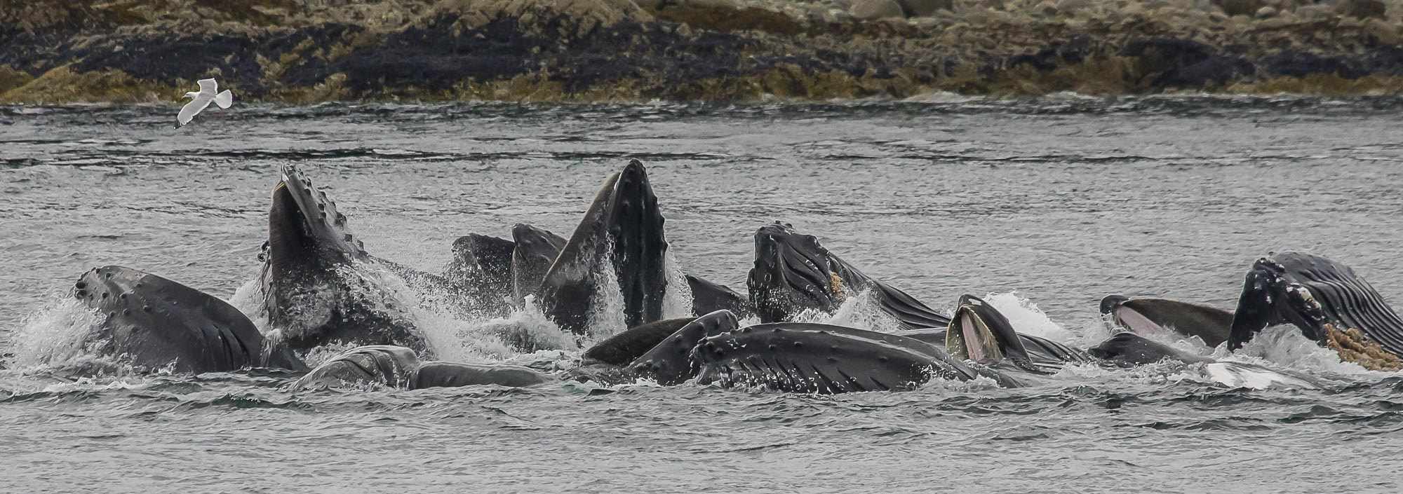 Canon EF 100-400mm F4.5-5.6L IS USM sample photo. Feeding time photography