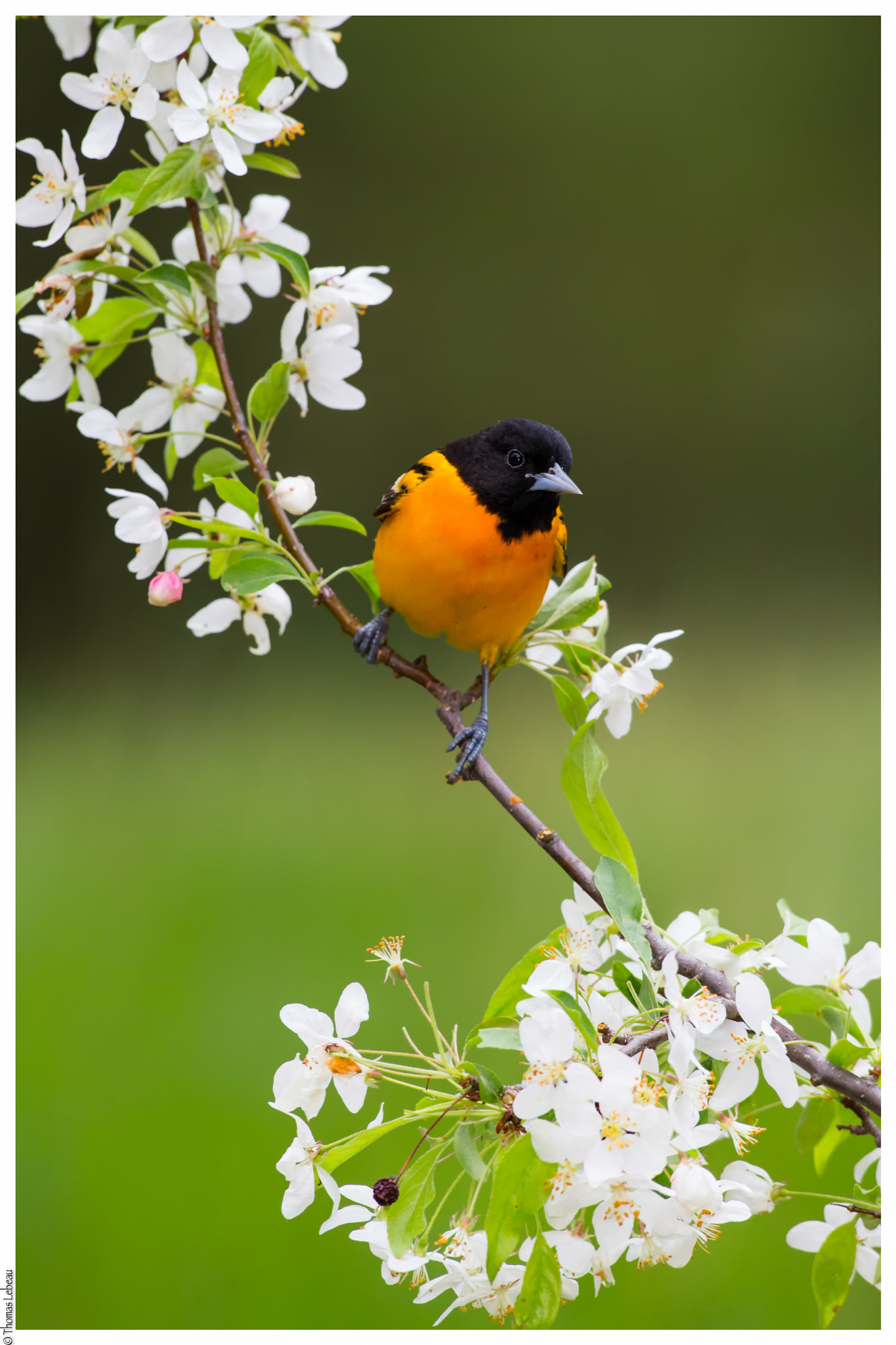 Canon EOS-1D X + Canon EF 600mm f/4L IS sample photo. Baltimore oriole photography