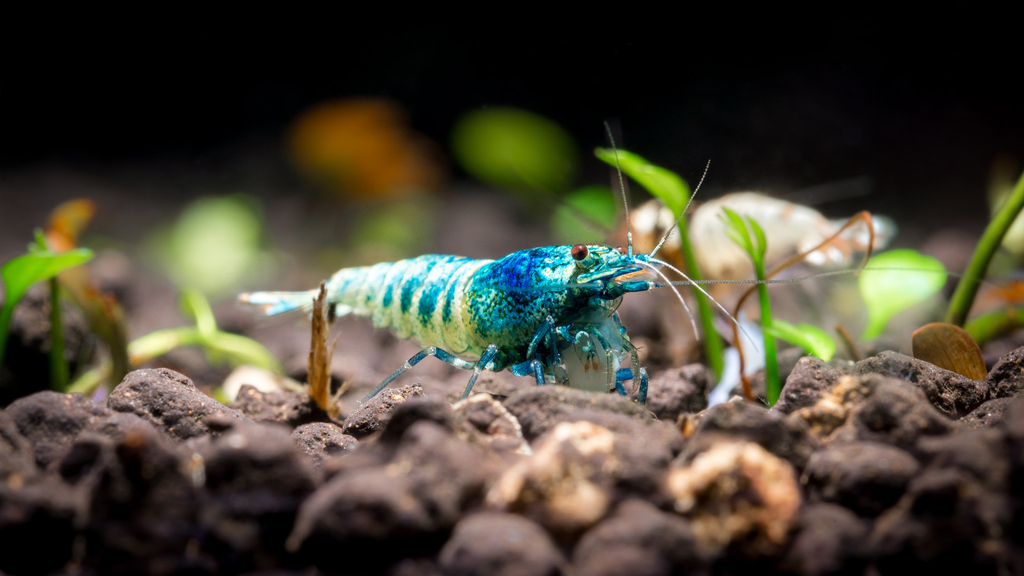 Nikon D600 sample photo. Blue bolt shrimp photography