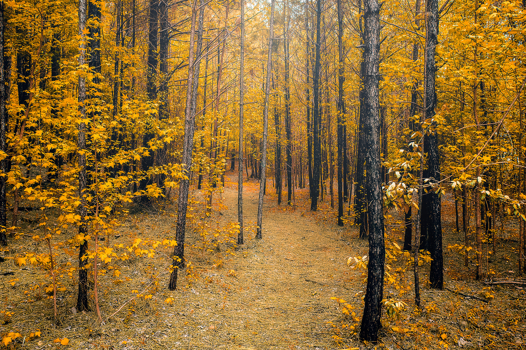 Nikon Df sample photo. Backyard at sicard hollow photography