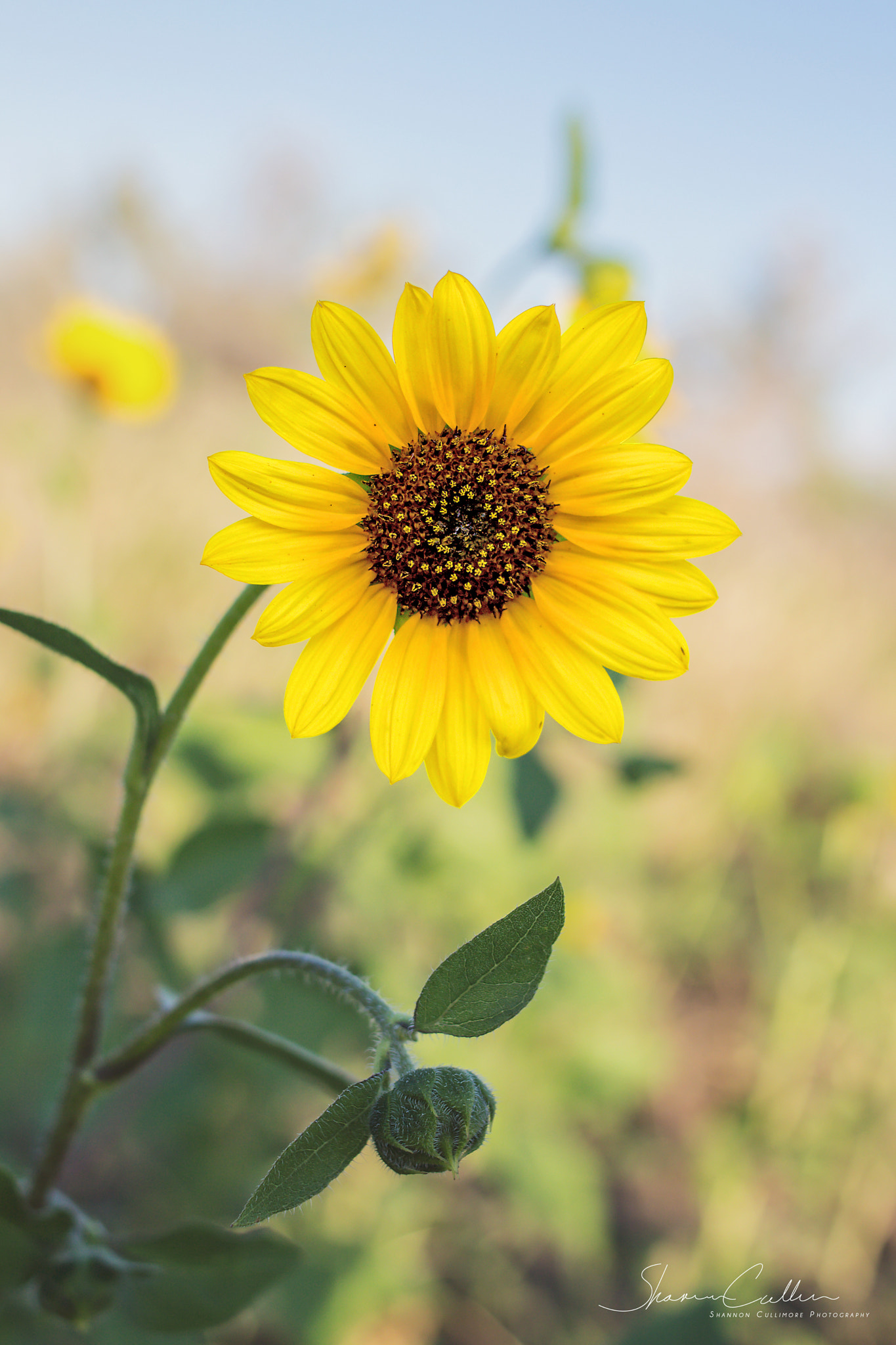 Canon EOS 650D (EOS Rebel T4i / EOS Kiss X6i) + Canon EF 35mm F2 sample photo. Sunflower photography