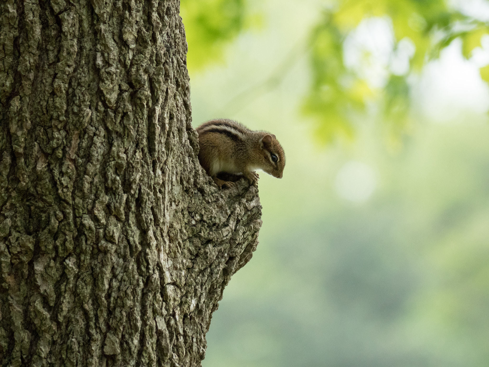 Panasonic Lumix DMC-GH4 sample photo. The perch photography