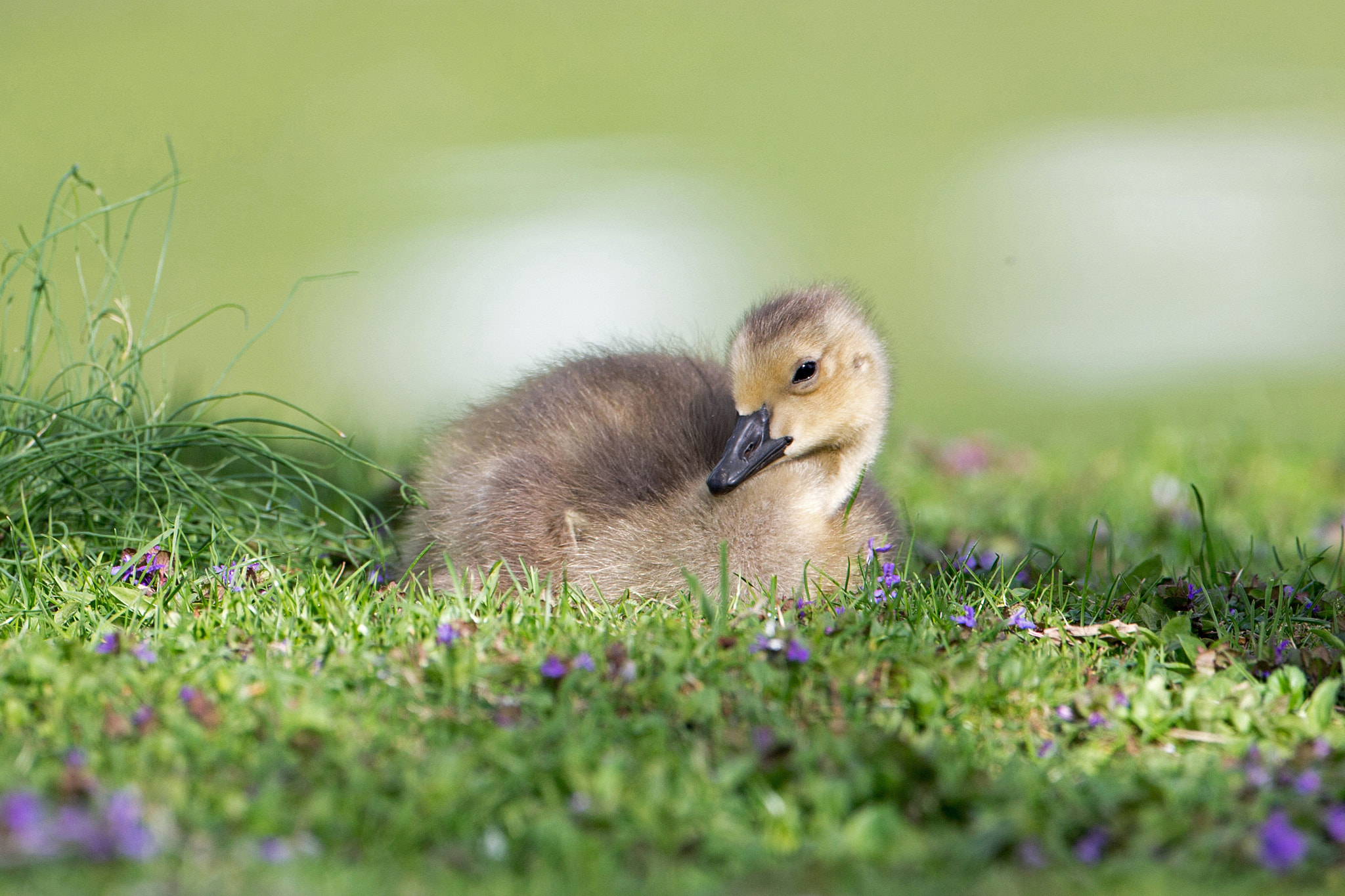 Canon EF 500mm F4L IS USM sample photo. Canada goose baby photography