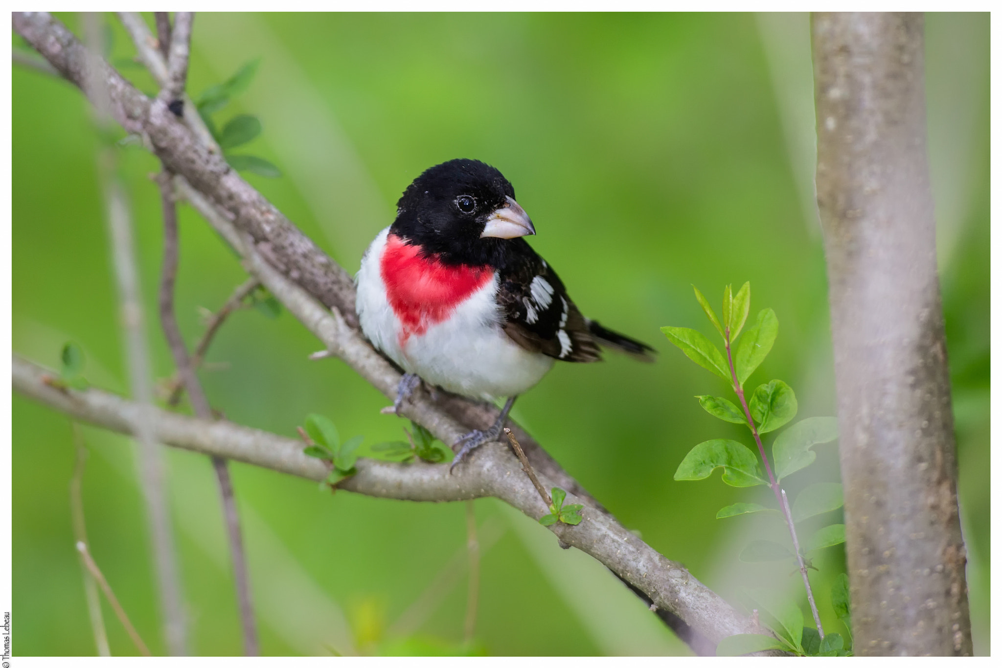 Canon EOS-1D X + Canon EF 600mm f/4L IS sample photo. Rose-breasted grossbeak photography