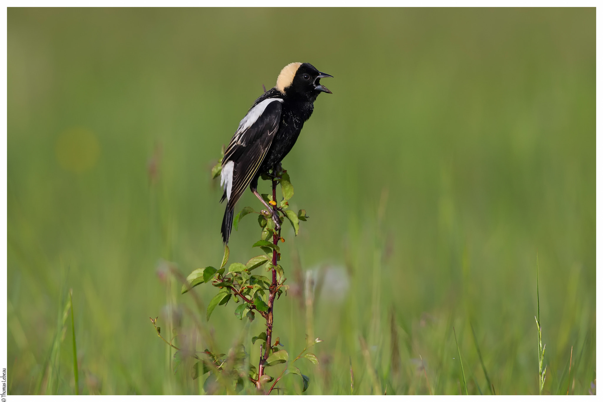 Canon EOS-1D X + Canon EF 600mm f/4L IS sample photo. Bobolink photography