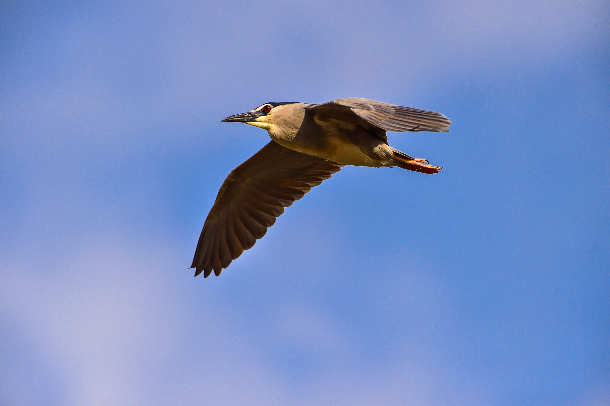 Nikon AF-S Nikkor 200-500mm F5.6E ED VR sample photo