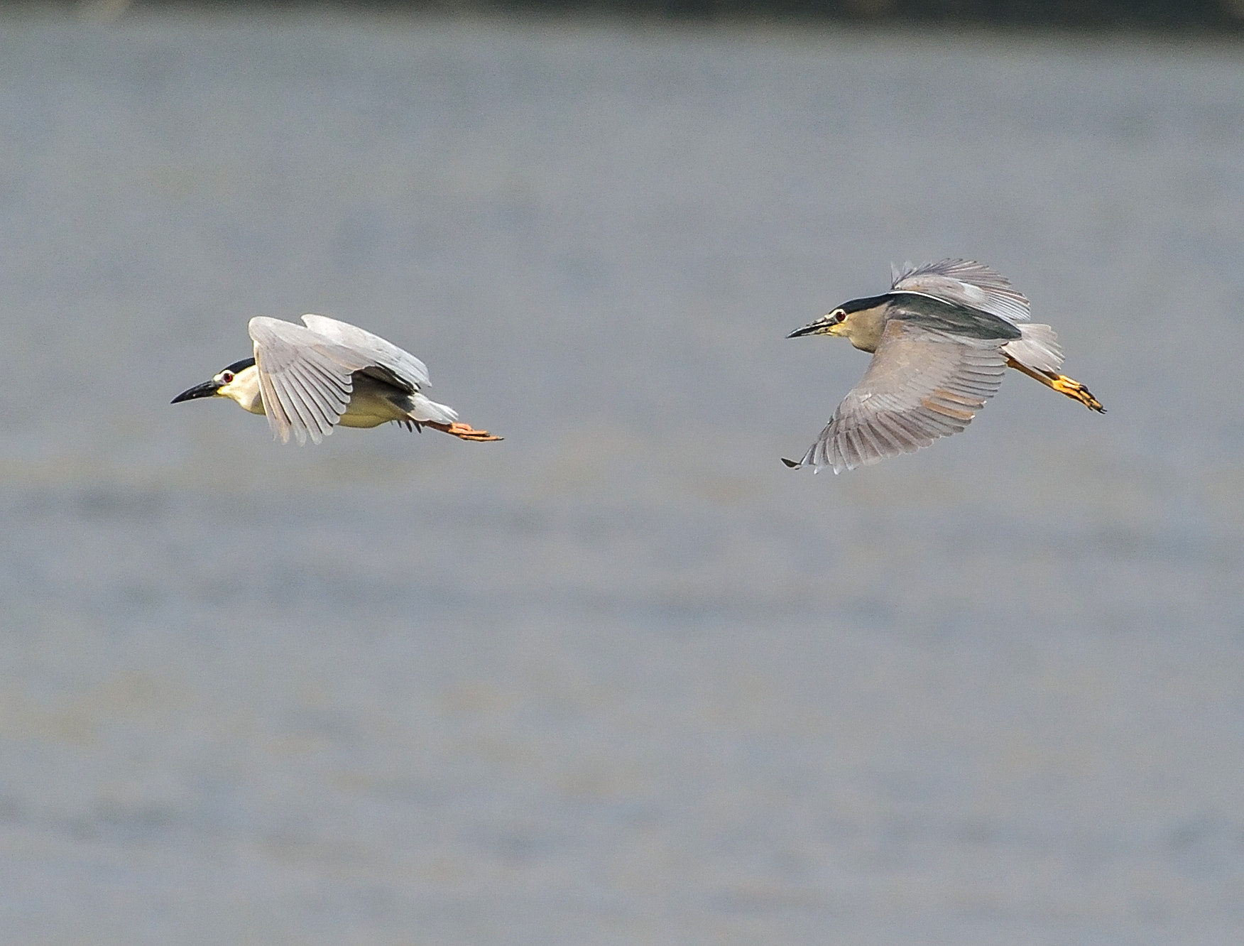 Nikon AF-S Nikkor 200-500mm F5.6E ED VR sample photo