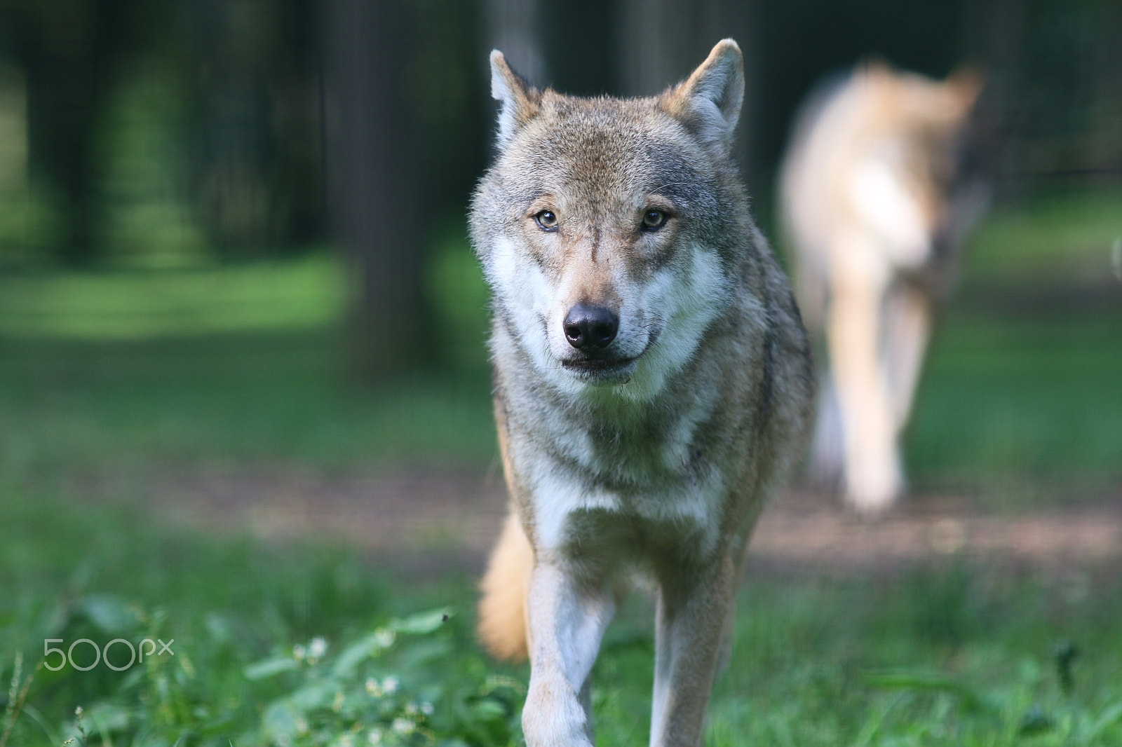 Canon EOS 70D + Canon EF 200mm F2.8L II USM sample photo. Neugierige inspektion photography