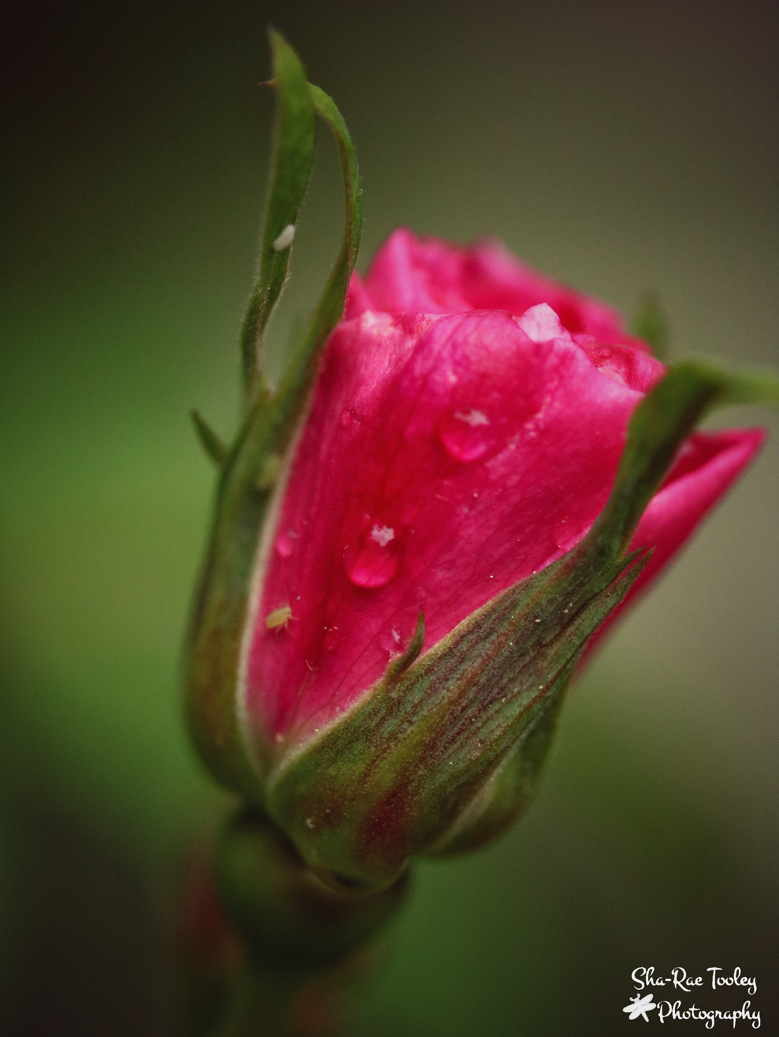 Canon EF-S 60mm F2.8 Macro USM sample photo