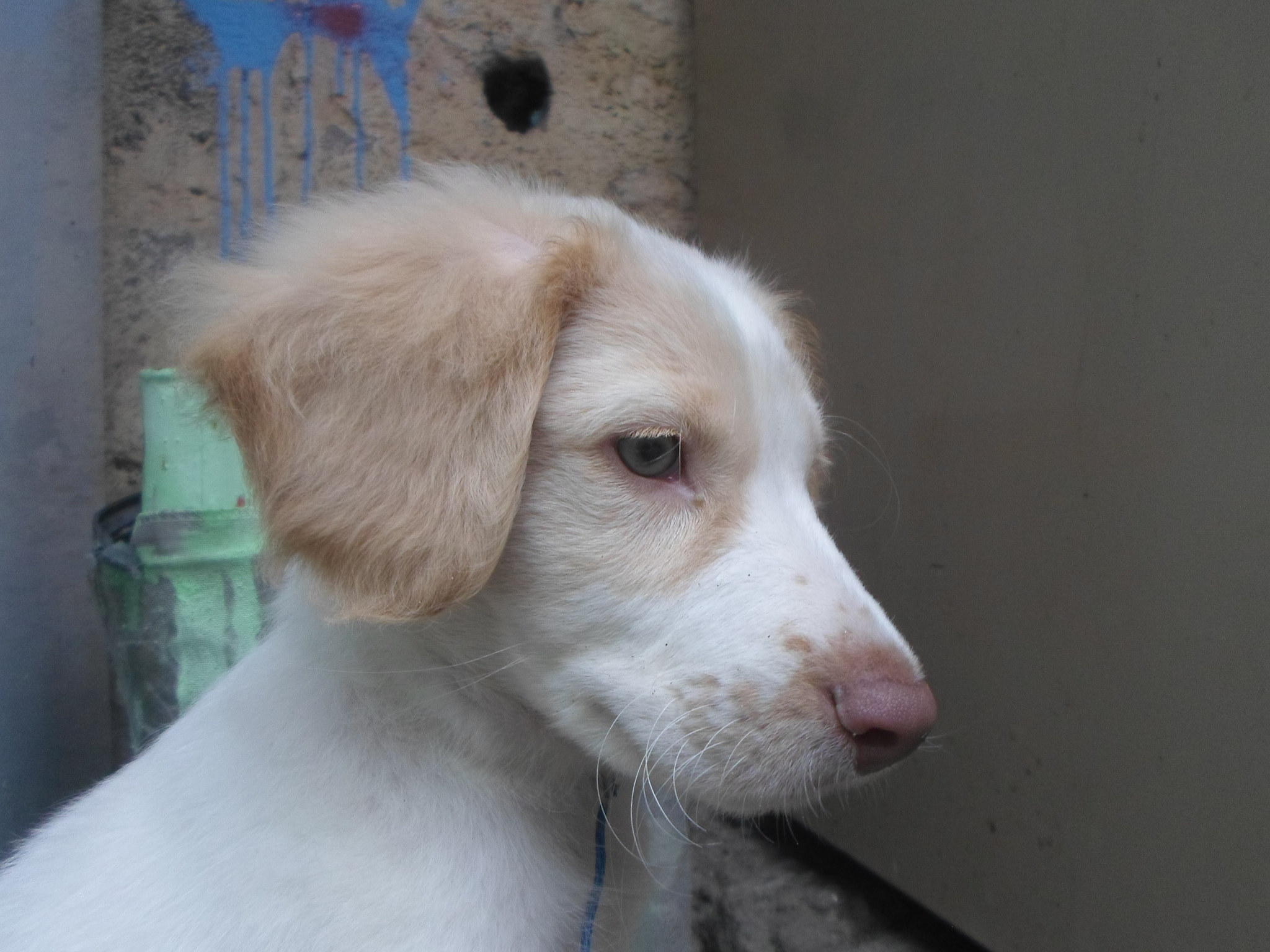 Samsung ES95 sample photo. Sad dog.  photography