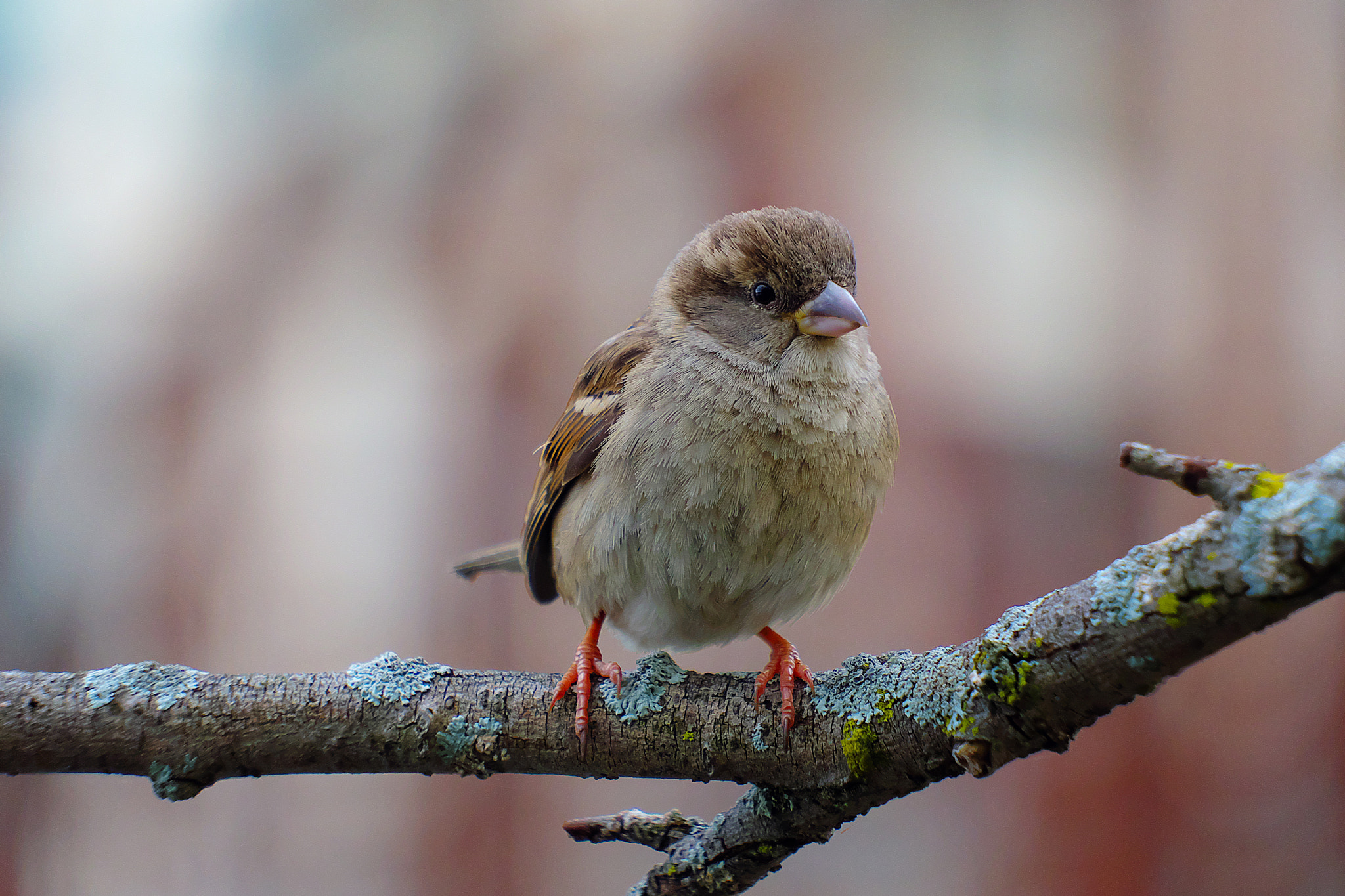 Fujifilm X-A1 + Fujifilm XF 55-200mm F3.5-4.8 R LM OIS sample photo. Sparrow 2016.05.15 photography