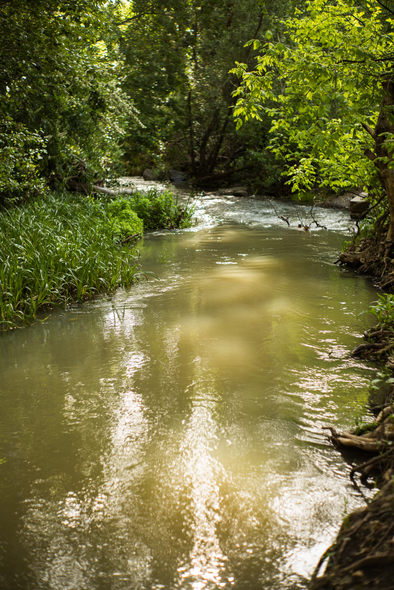 Summilux-M 1:1.4/50 sample photo. Small creek in the morning photography