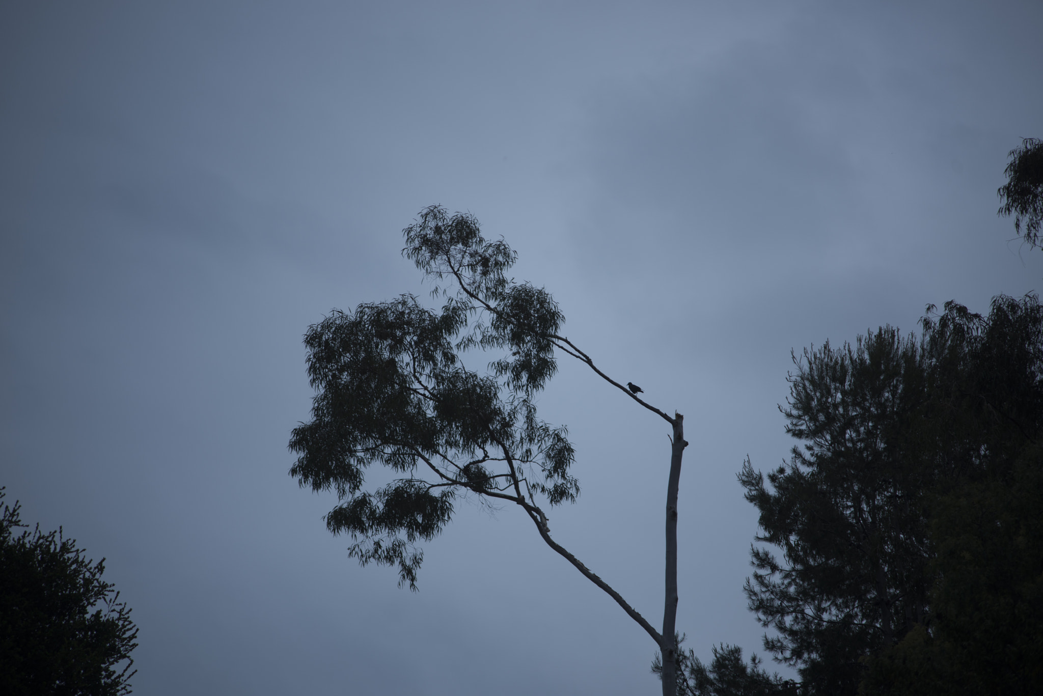 AF Zoom-Nikkor 70-210mm f/4 sample photo. Bird and tree photography