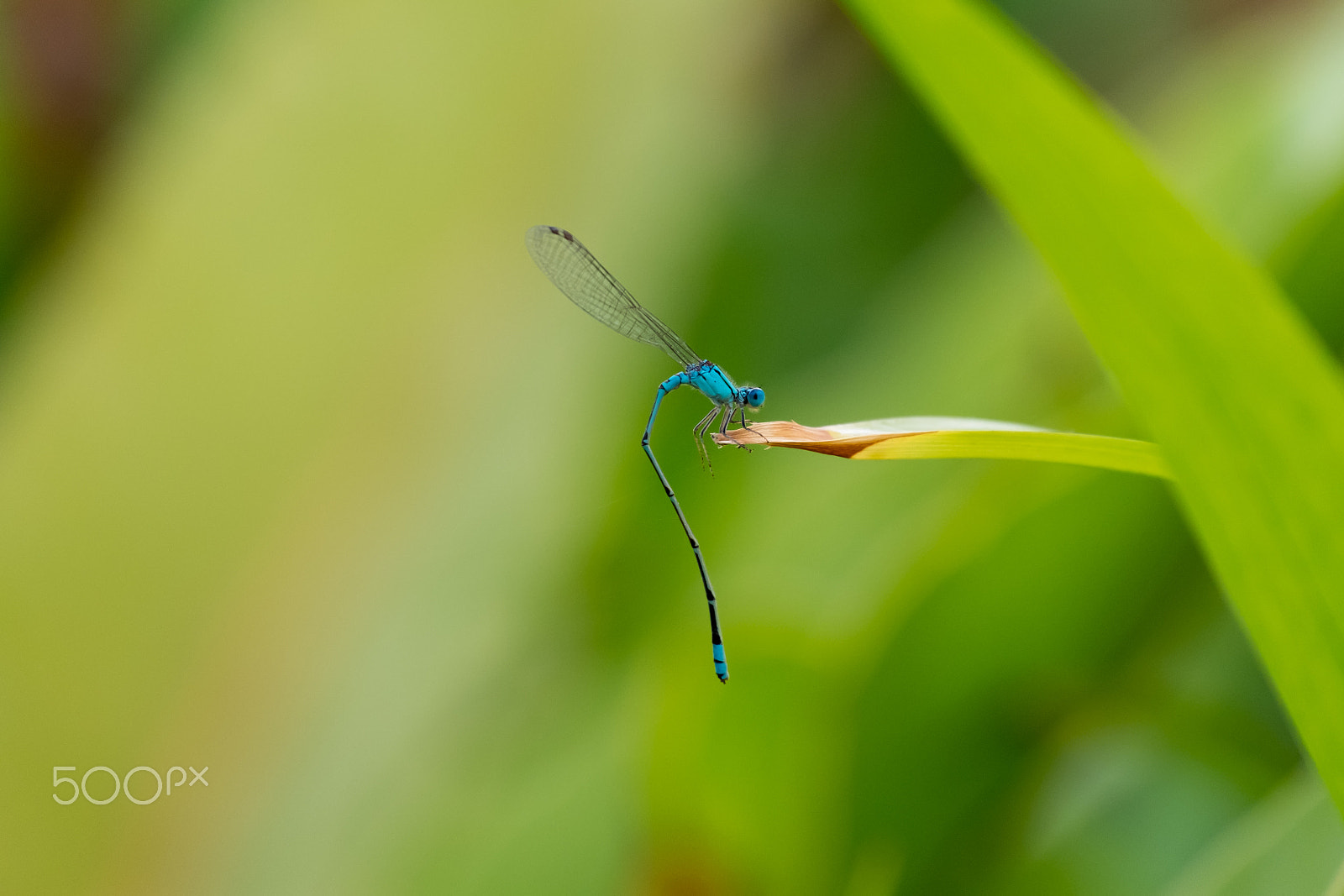 Fujifilm X-E1 + Fujifilm XC 50-230mm F4.5-6.7 OIS sample photo. Blue dragon photography