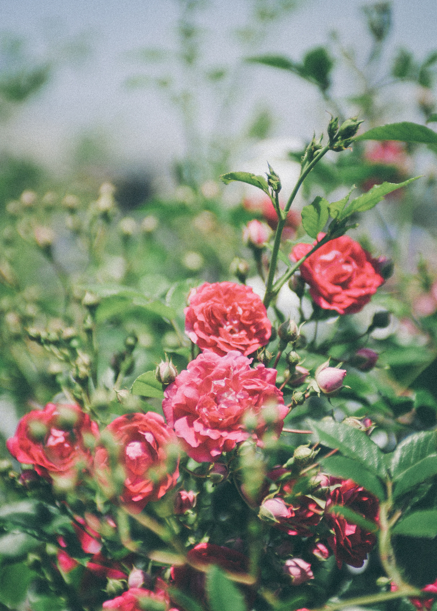 Nikon AF-S Nikkor 28-70mm F2.8 ED-IF sample photo. Rose_2016 ***2 photography