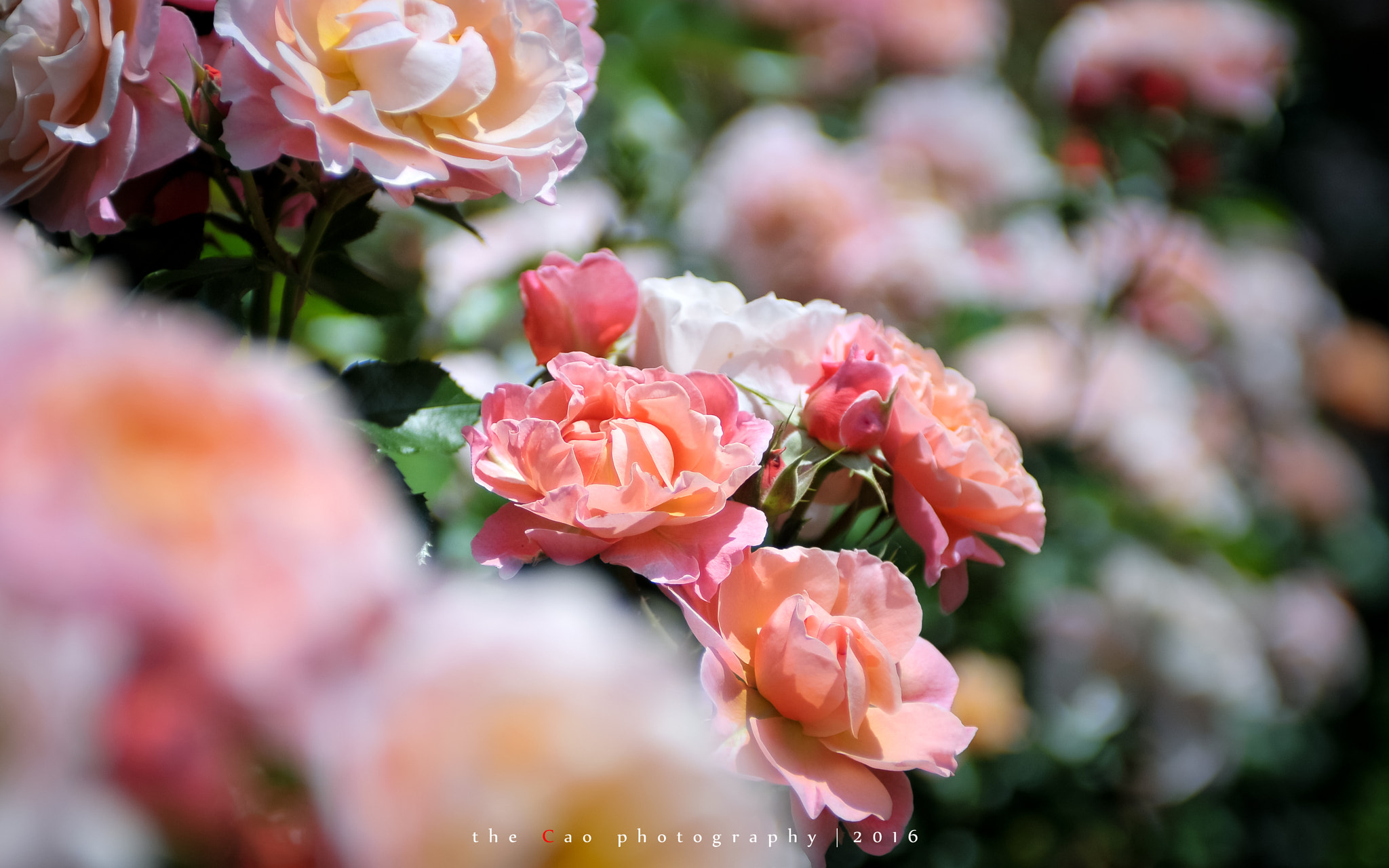 Nikon AF-S Nikkor 28-70mm F2.8 ED-IF sample photo. Rose_2016 ***1 photography