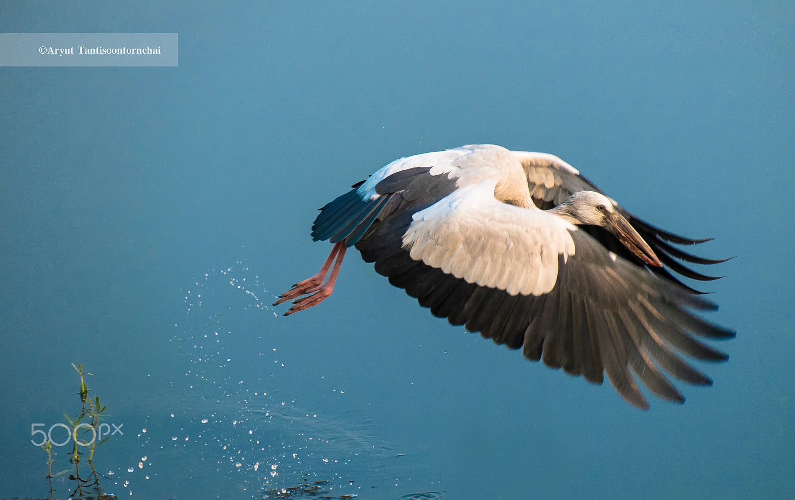 Fujifilm X-E1 + Fujifilm XC 50-230mm F4.5-6.7 OIS sample photo. Asian openbill photography
