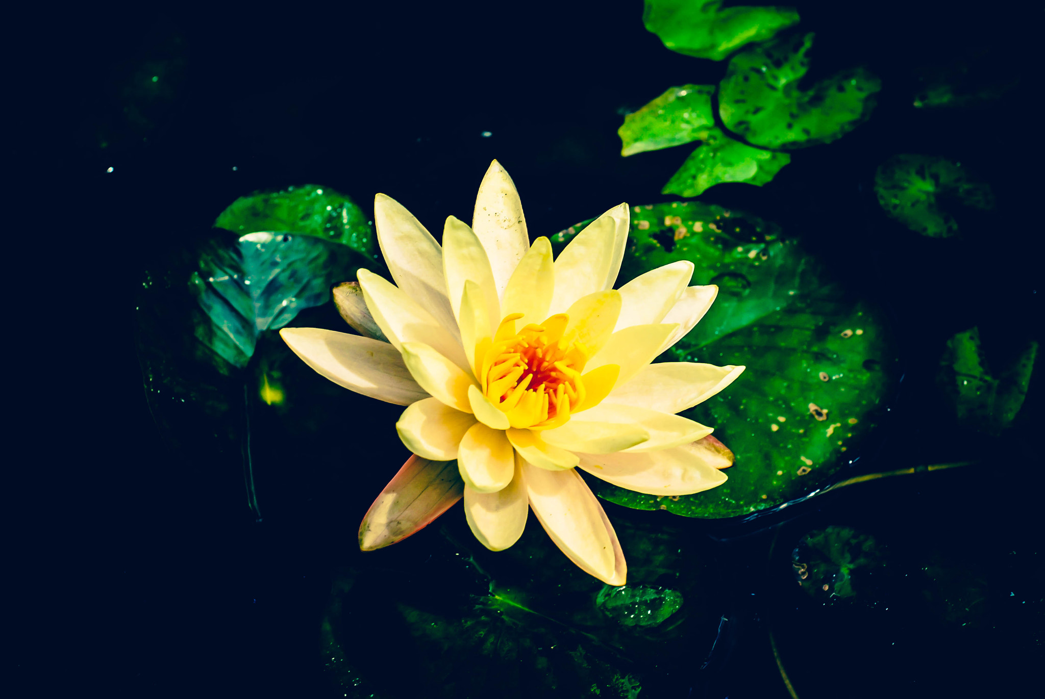 Nikon D60 + Nikon AF Nikkor 50mm F1.8D sample photo. White lotus photography