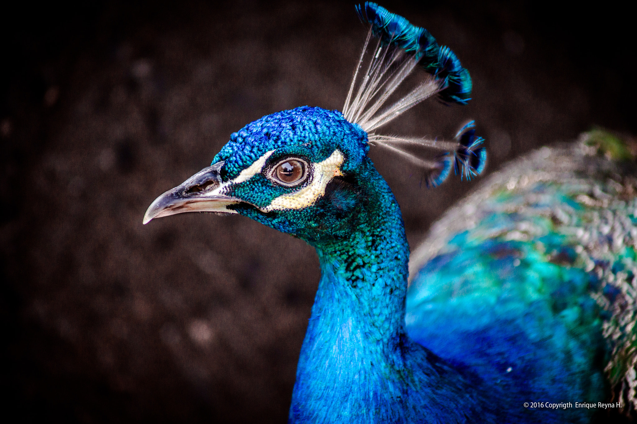 Sony a99 II + Sony 75-300mm F4.5-5.6 sample photo. Indian peafowl color photography