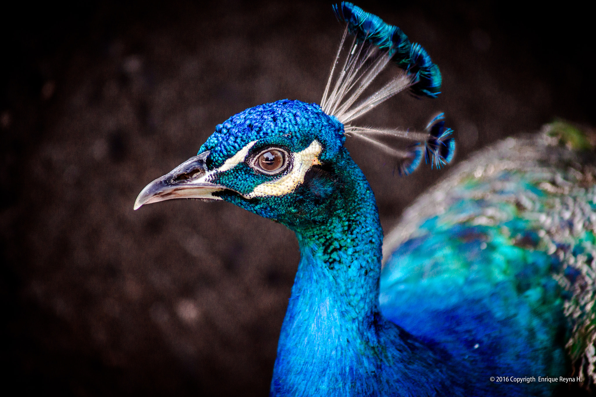 Sony 75-300mm F4.5-5.6 sample photo. Indian peafowl color photography