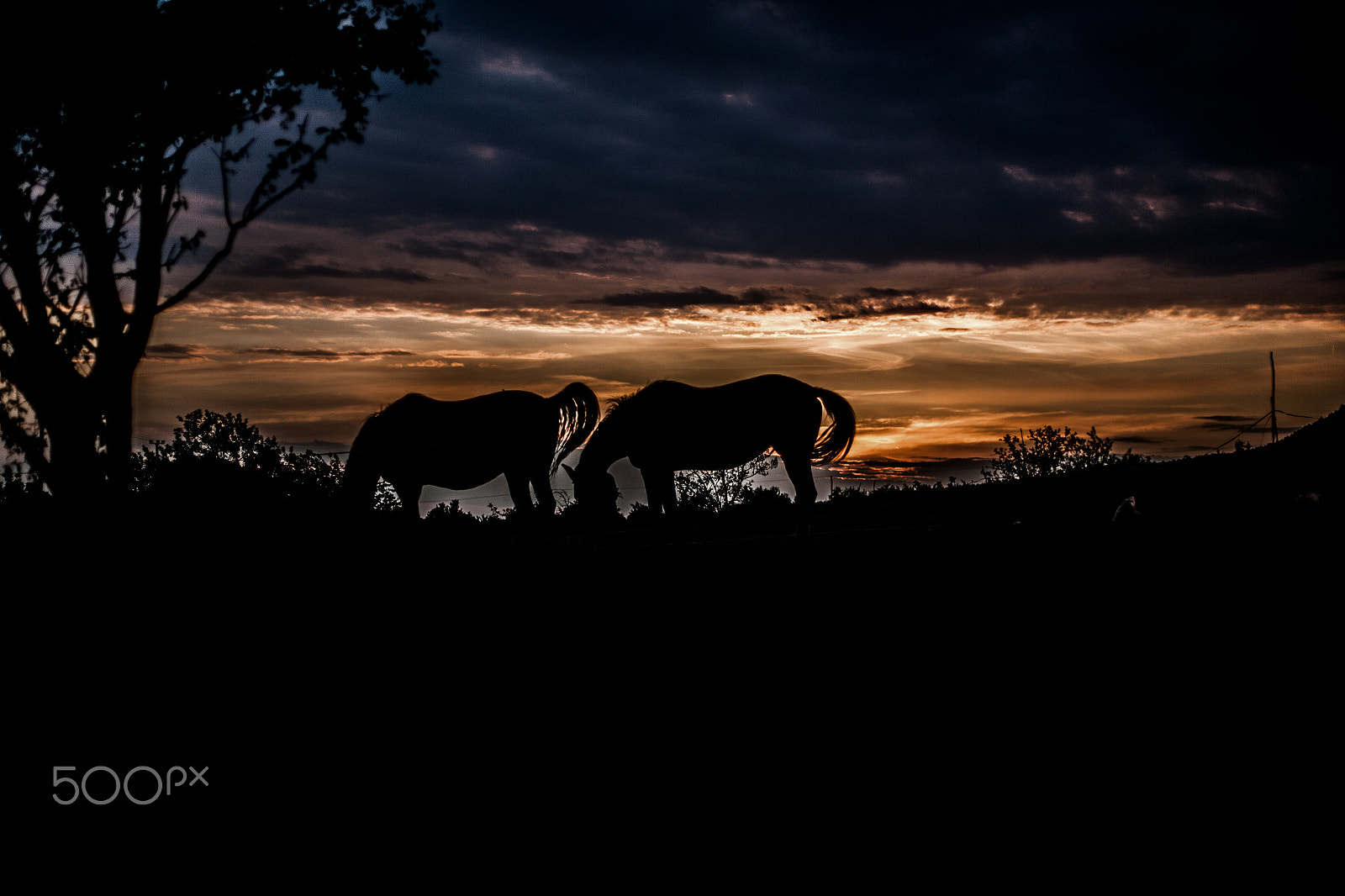 Canon EOS-1Ds Mark II + Canon EF 50mm F1.8 II sample photo. Lovak photography