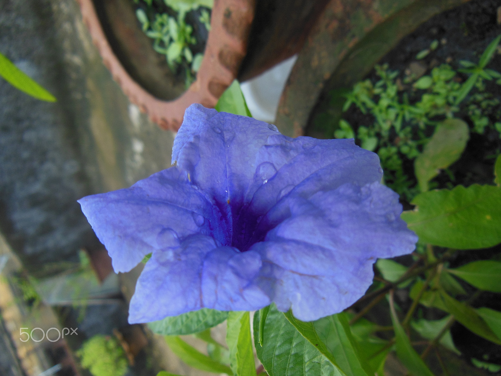Nikon COOLPIX S9200 sample photo. Flower photography