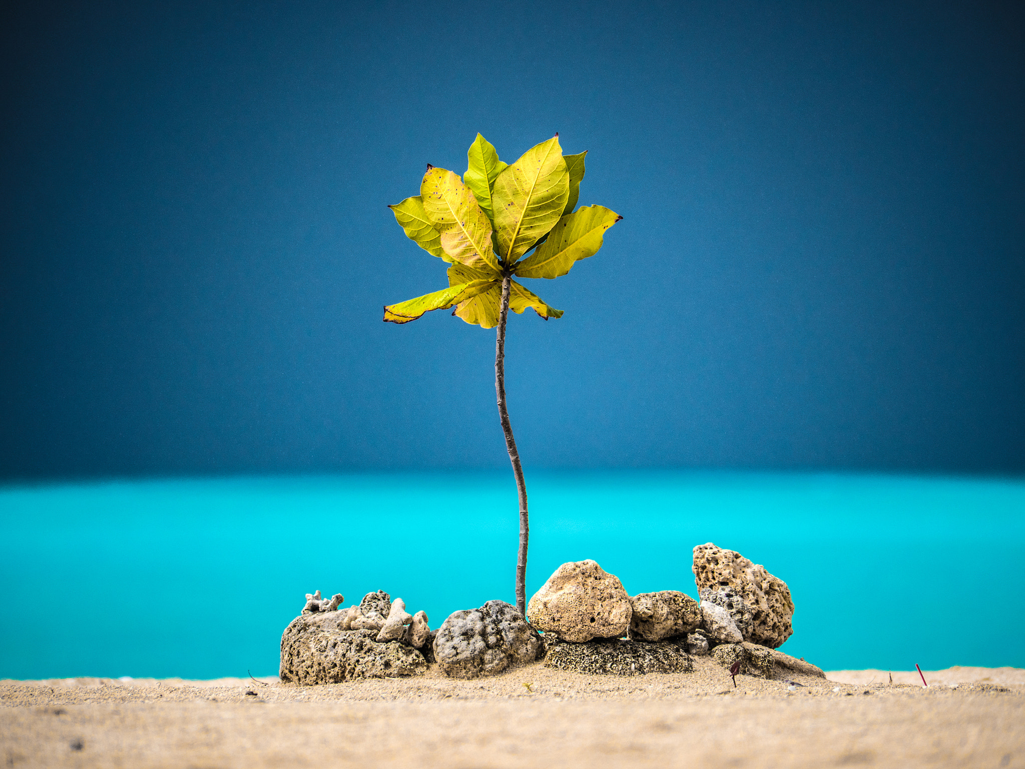 Panasonic Lumix DMC-GH4 sample photo. Flower on the beach photography