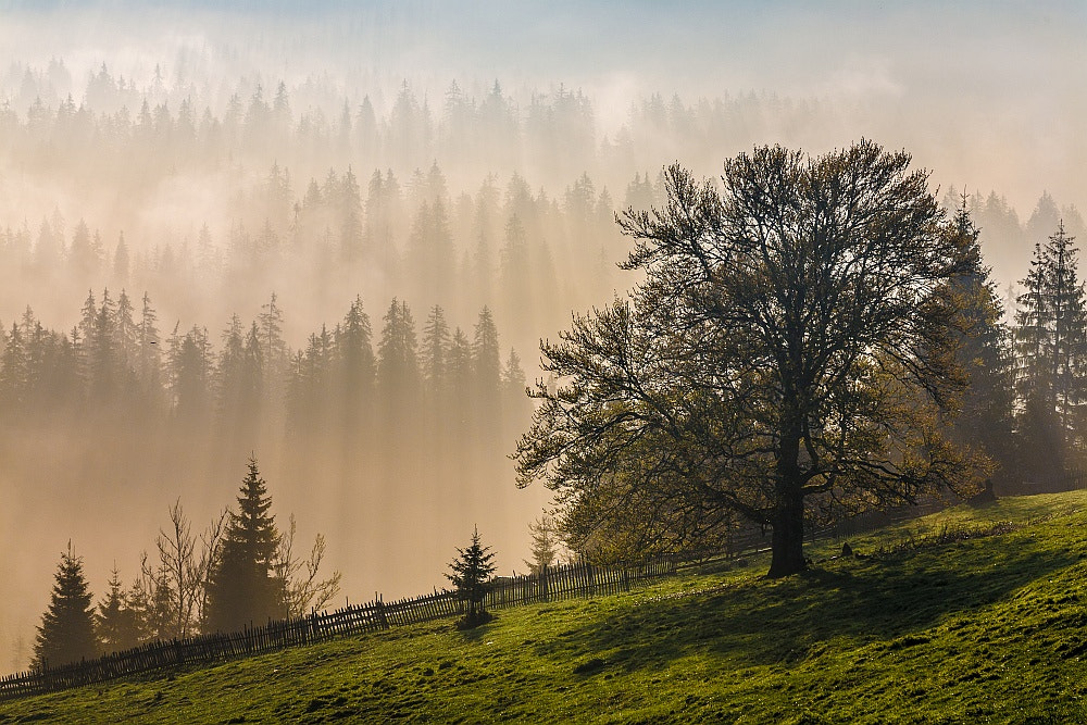 Canon EOS 5D + Tamron SP 70-300mm F4-5.6 Di VC USD sample photo. Foggy morning photography