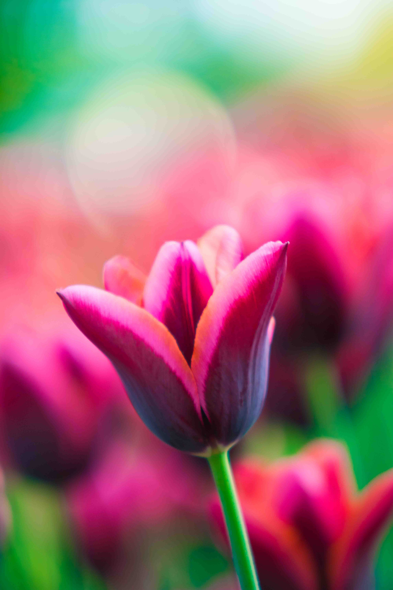 Sigma 50-150mm F2.8 EX APO DC HSM sample photo. Tulip glow photography