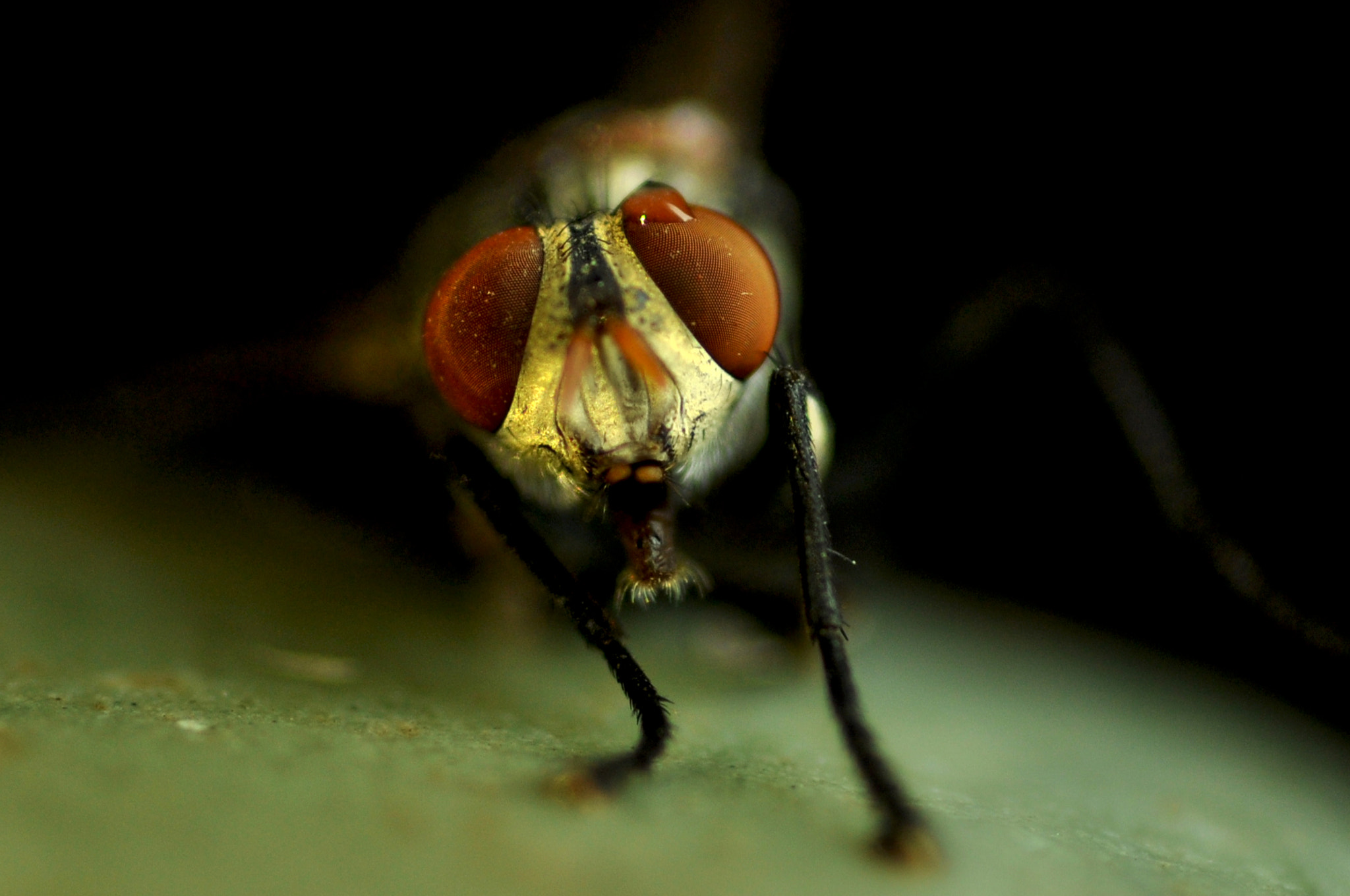 Nikon D90 + Nikon AF Micro-Nikkor 60mm F2.8D sample photo. Fly photography